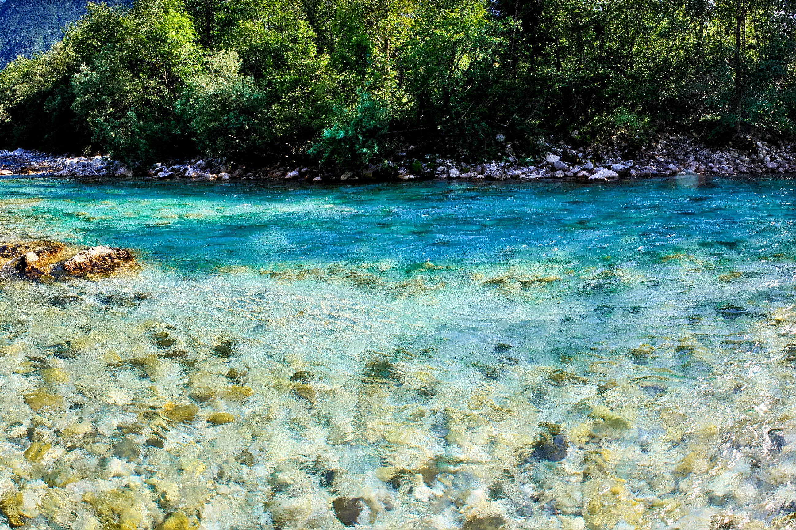 Clear river flowing through a forest with rocky shore HD Wallpaper