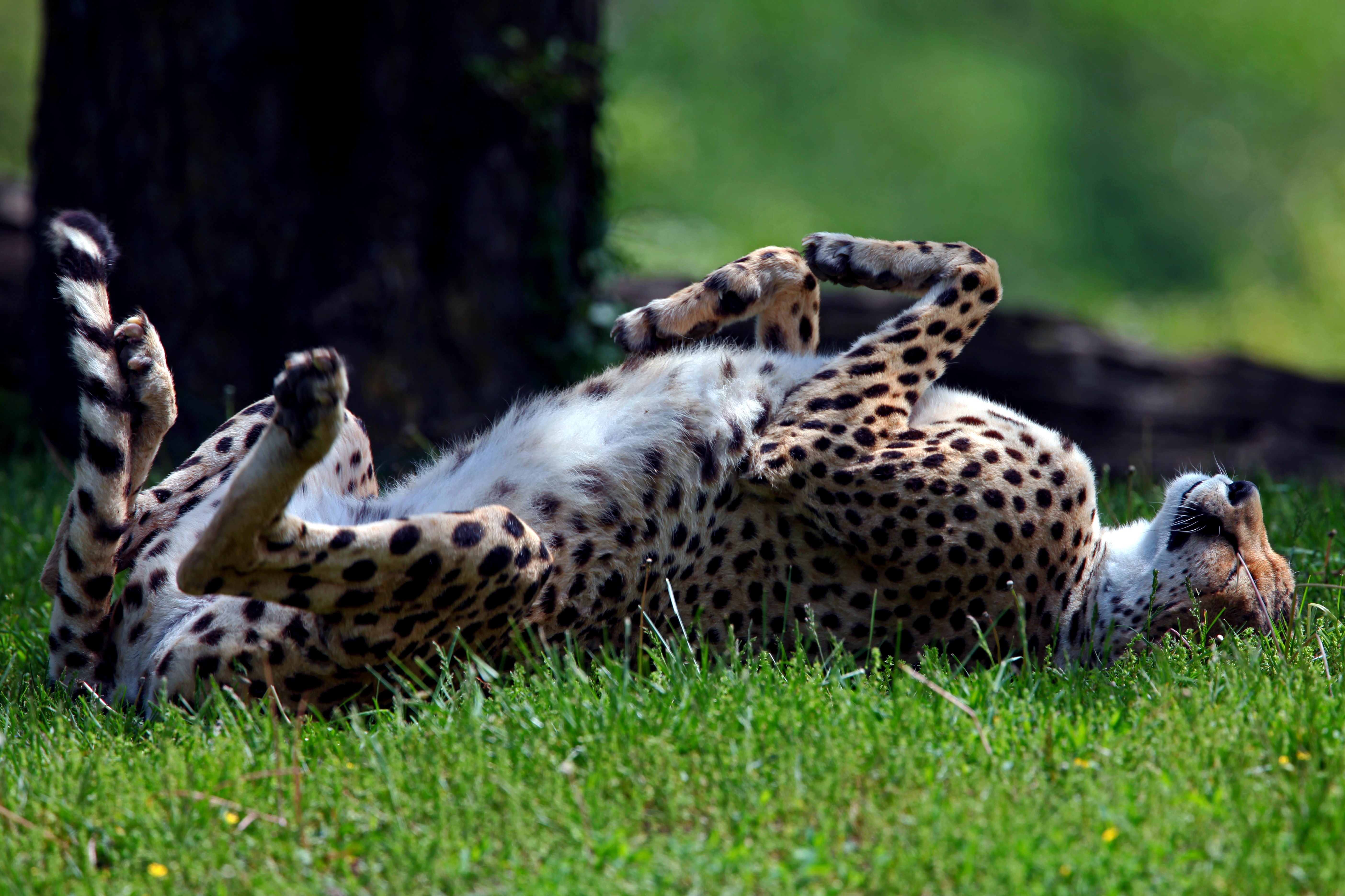 Cheetah rolling on grass HD Wallpaper