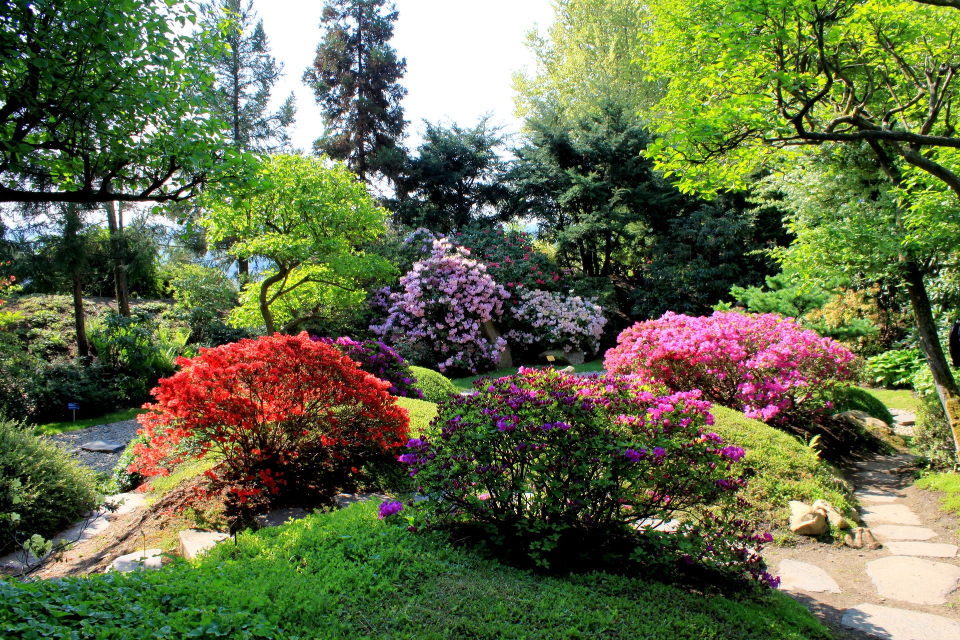 Beautiful garden with blooming rhododendrons and trees HD Wallpaper