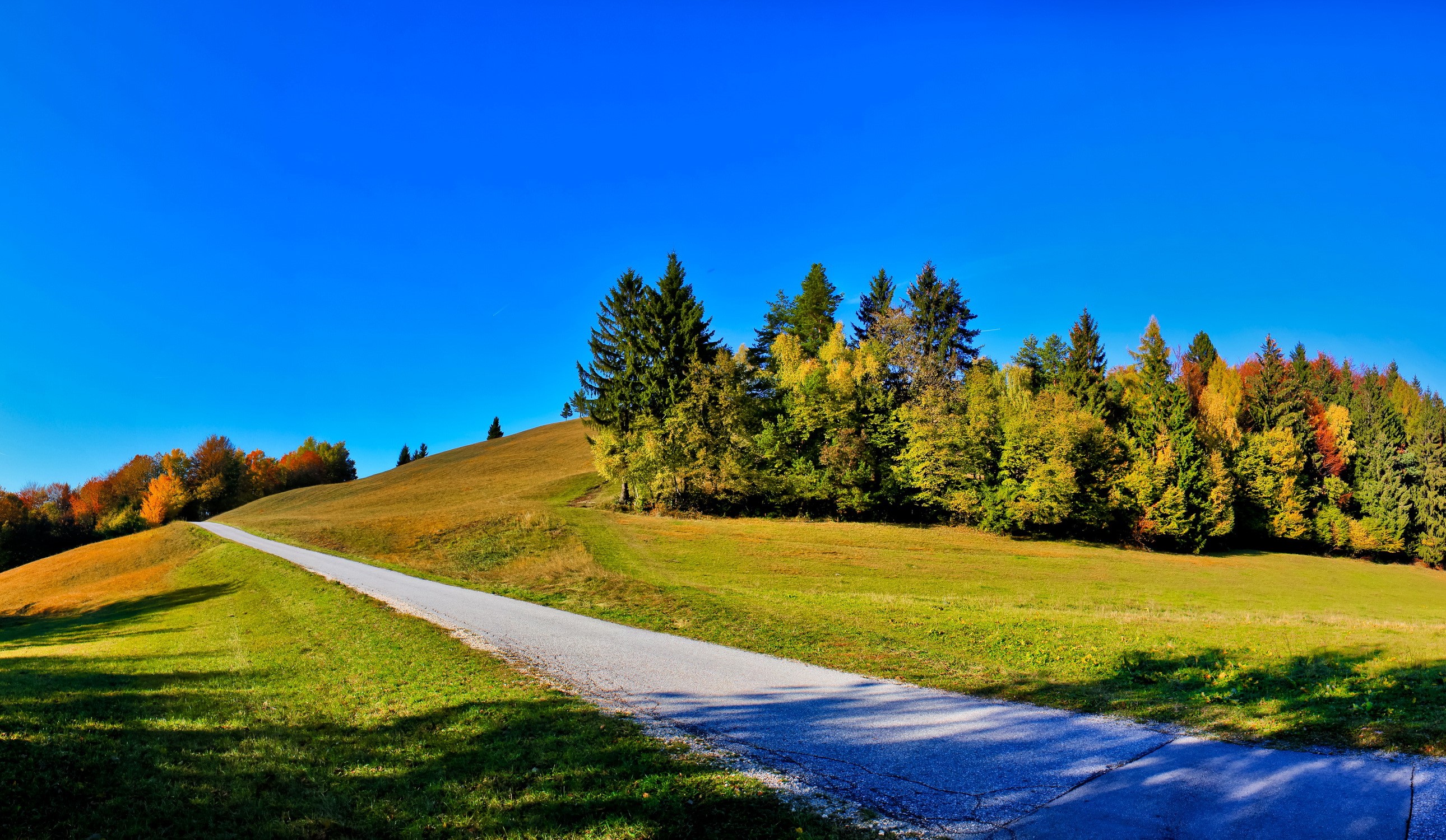 Road through a grassy hill with autumn trees HD Wallpaper