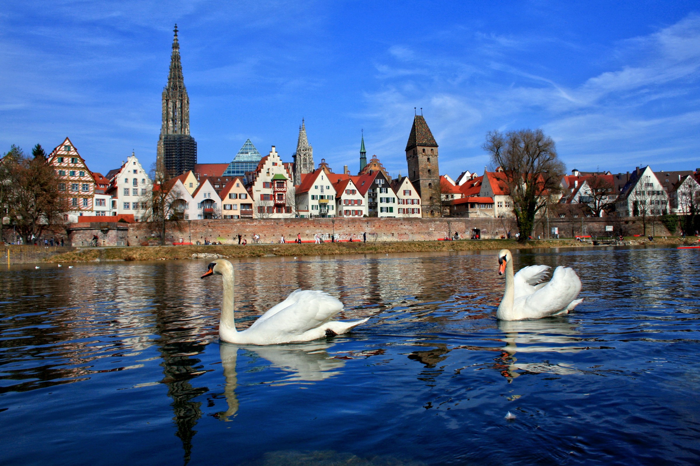 Two swans in a river with a German city skyline HD Wallpaper