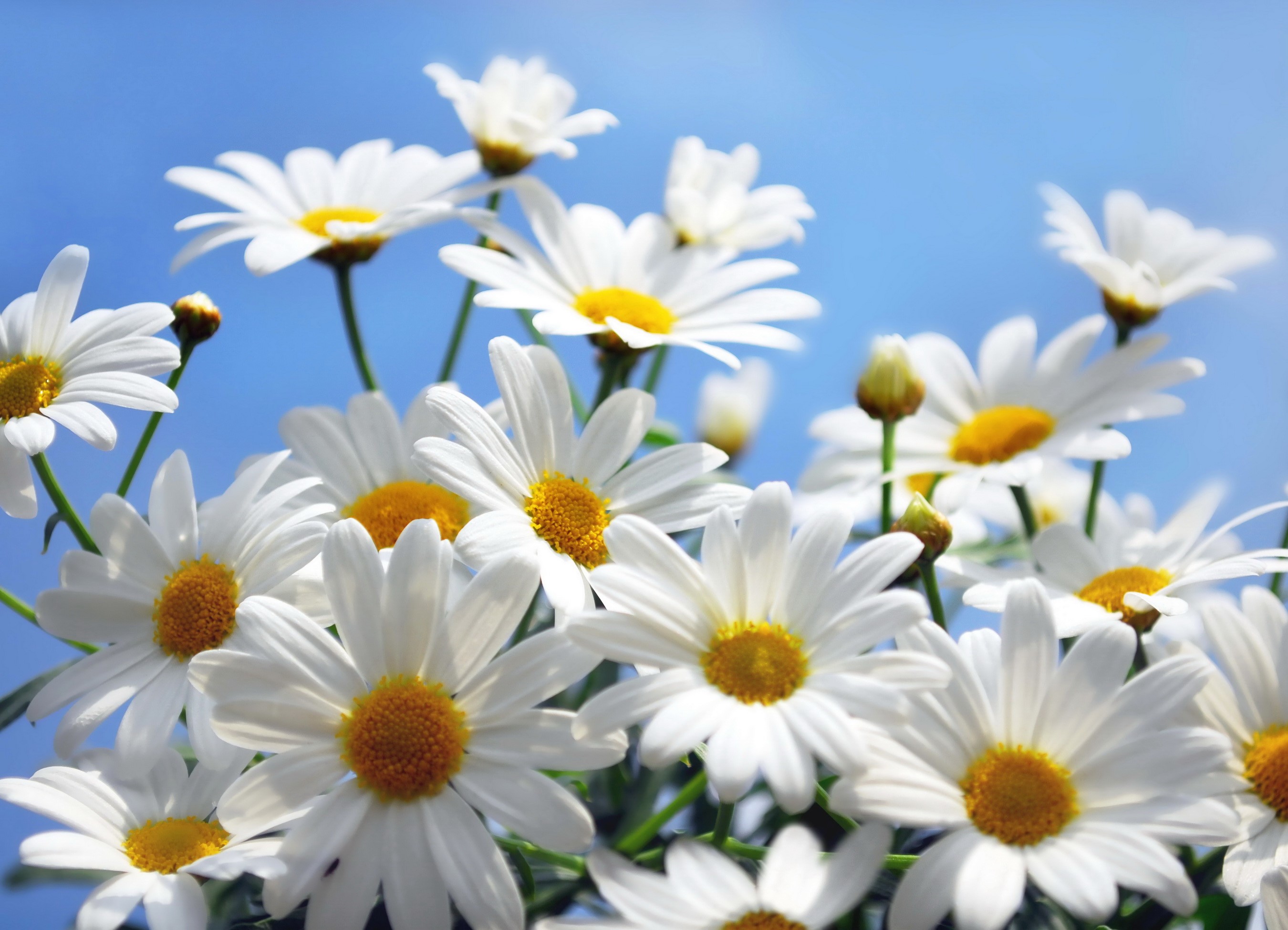 White daisies with yellow centers against a blue sky HD Wallpaper