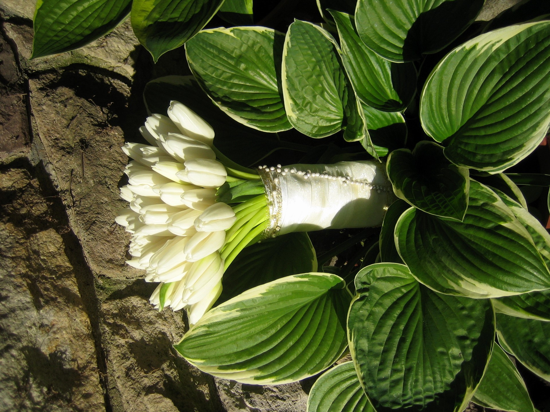 White Tulips Bouquet on Stone and Hosta Leaves HD Wallpaper