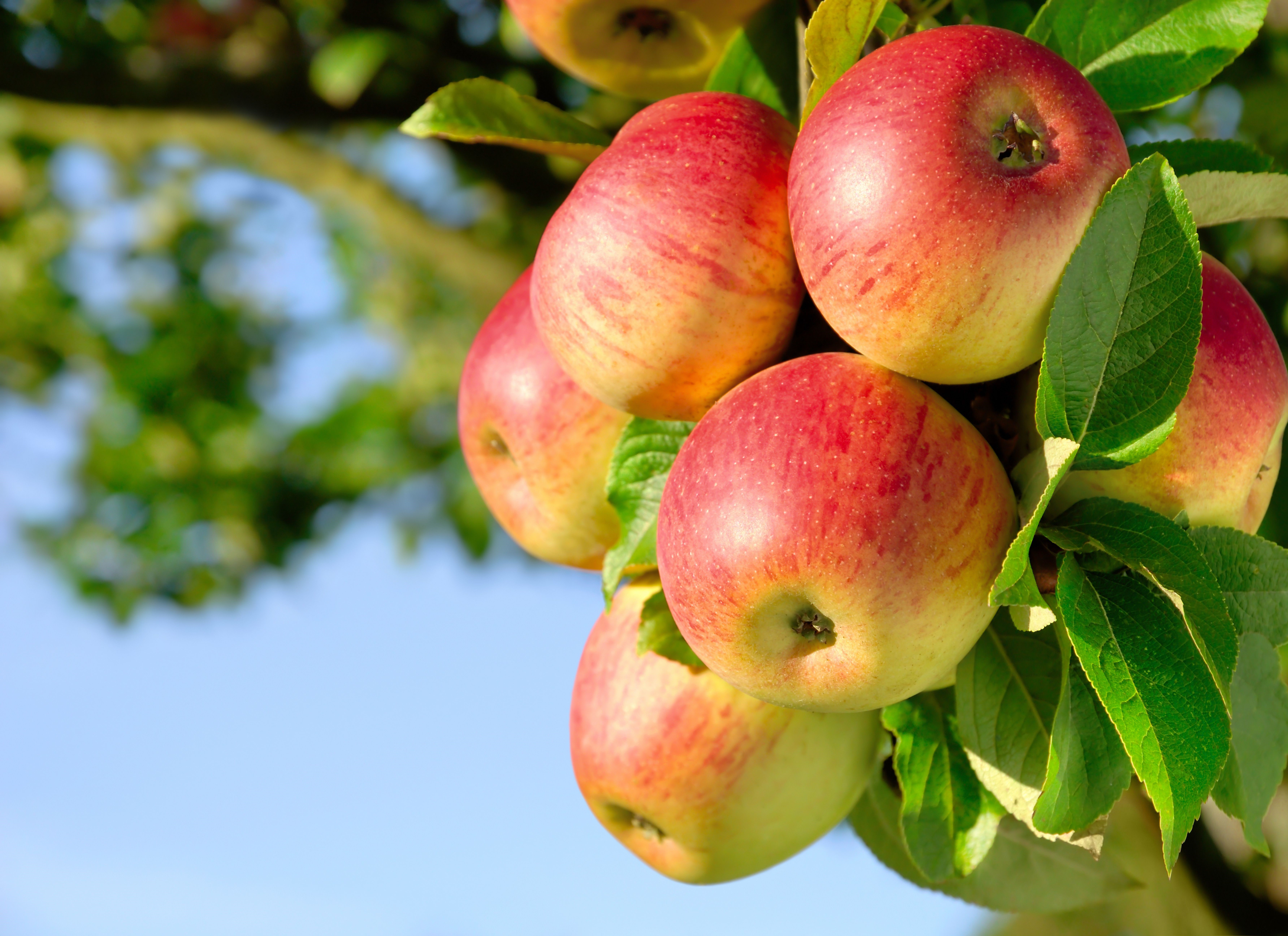 Apples on a tree branch HD Wallpaper