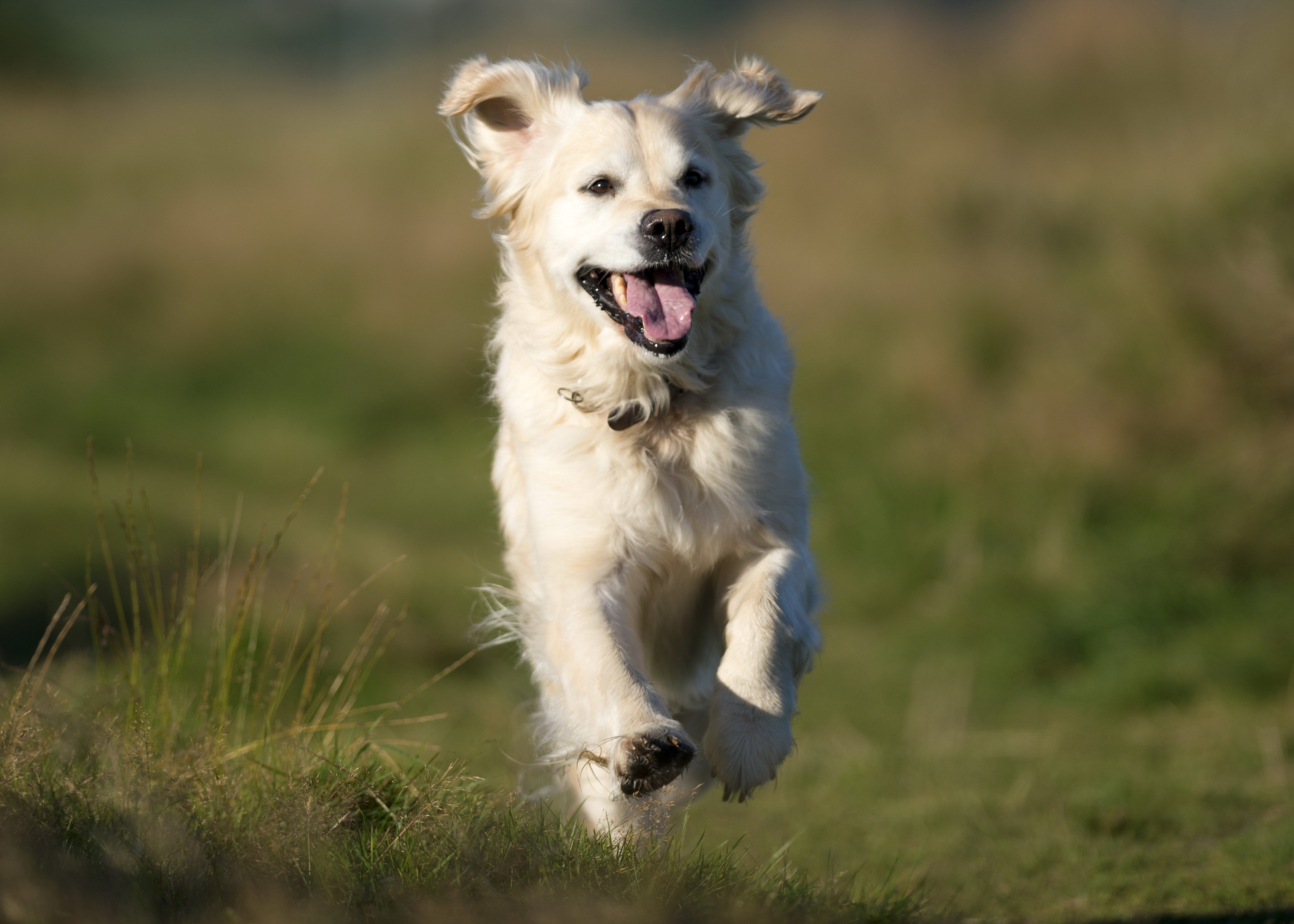 Golden Retriever running in a field HD Wallpaper