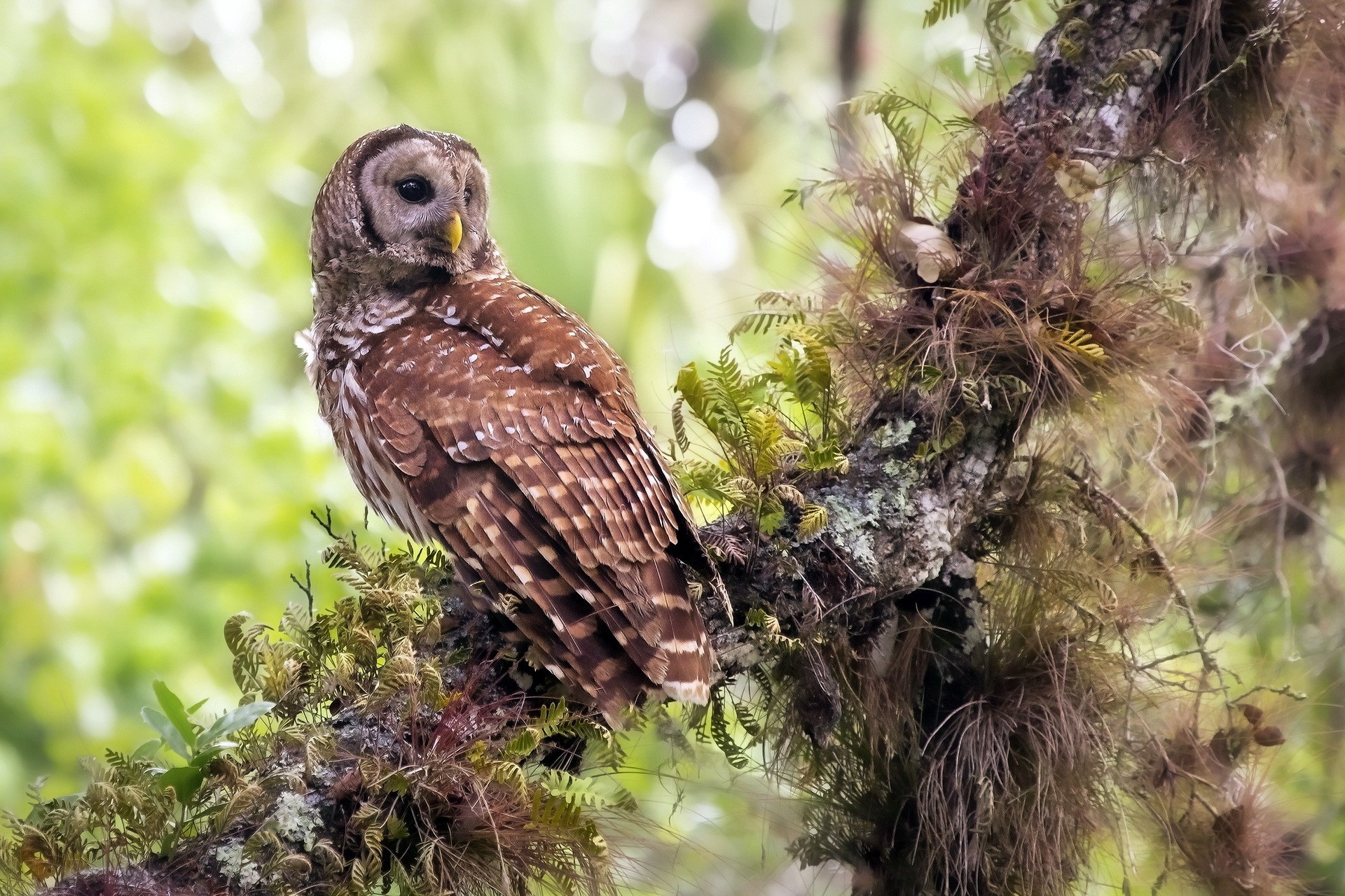 Barred owl perched on a mossy tree branch HD Wallpaper
