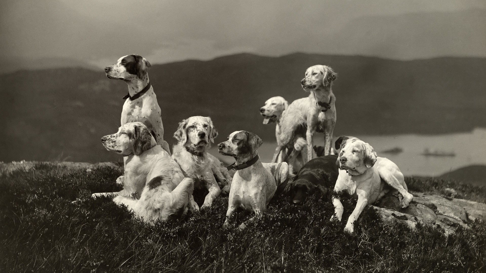 Group of English Setters resting on a grassy hill HD Wallpaper