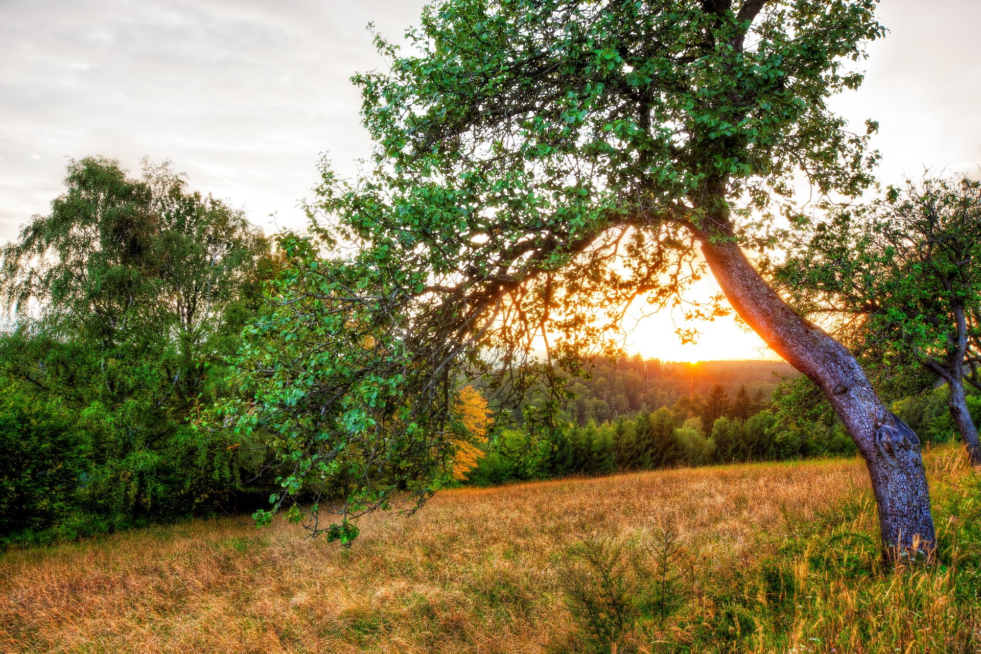 Sunset over a field with trees HD Wallpaper