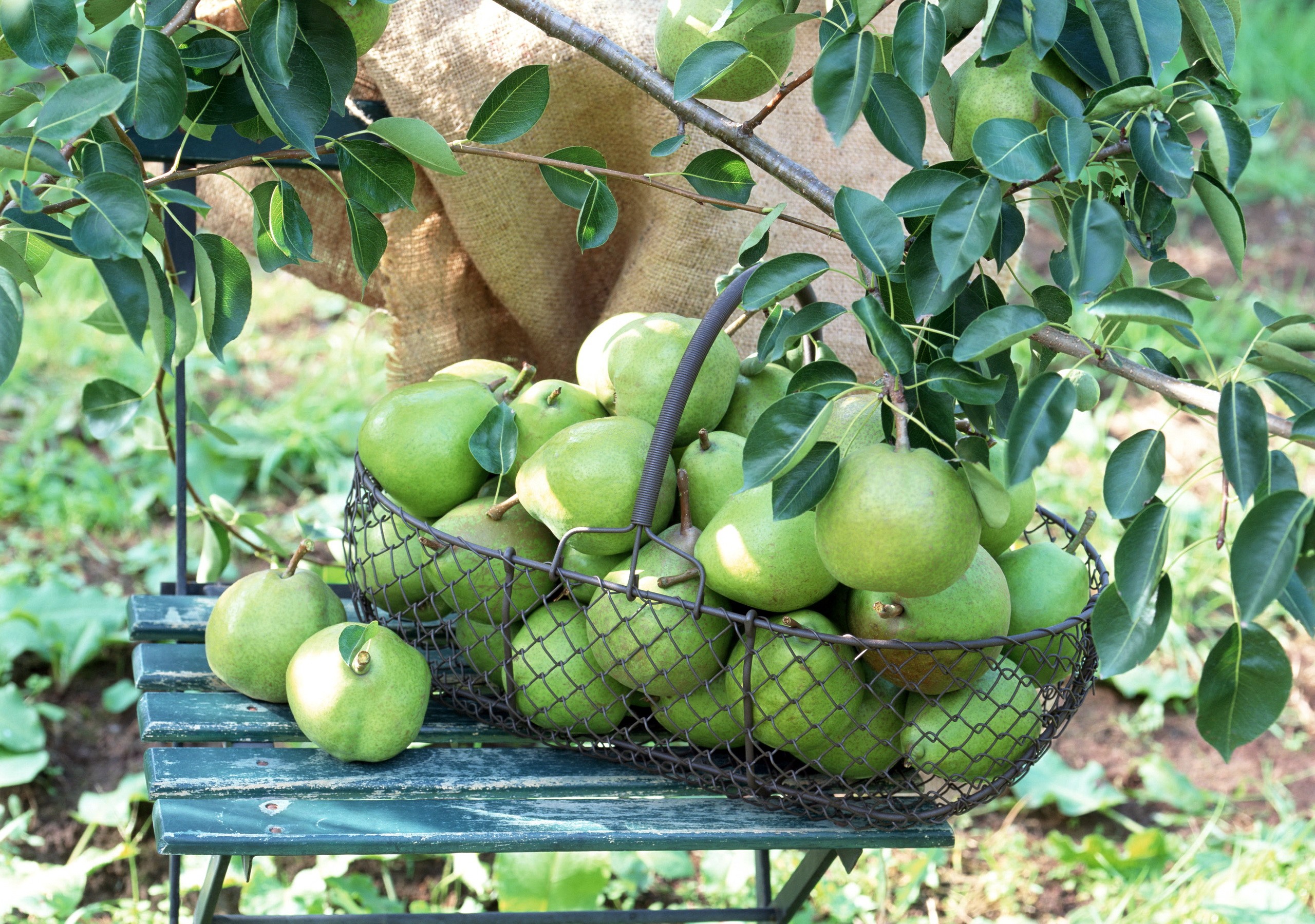 Basket of green pears on a wooden bench HD Wallpaper