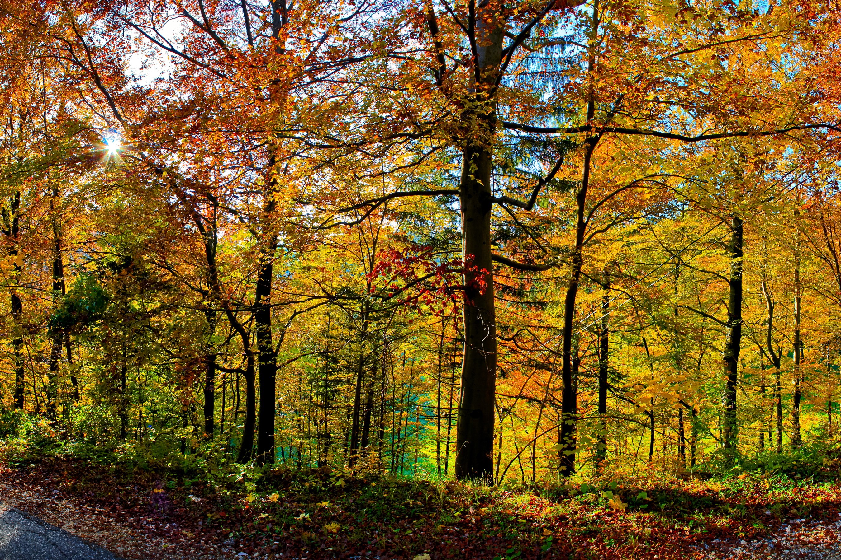 Autumn forest with sunbeams HD Wallpaper