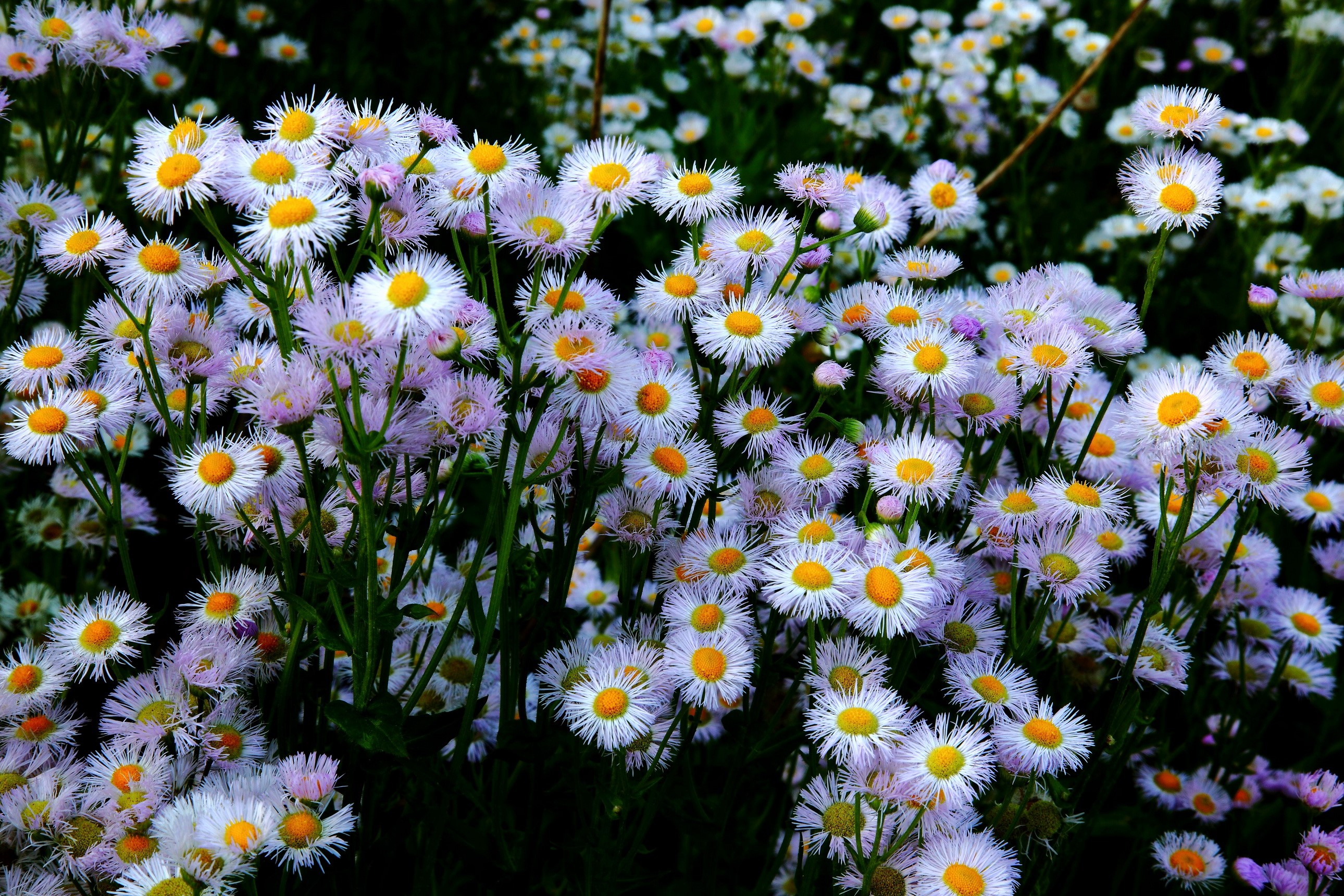 Field of white and purple daisies with yellow centers HD Wallpaper