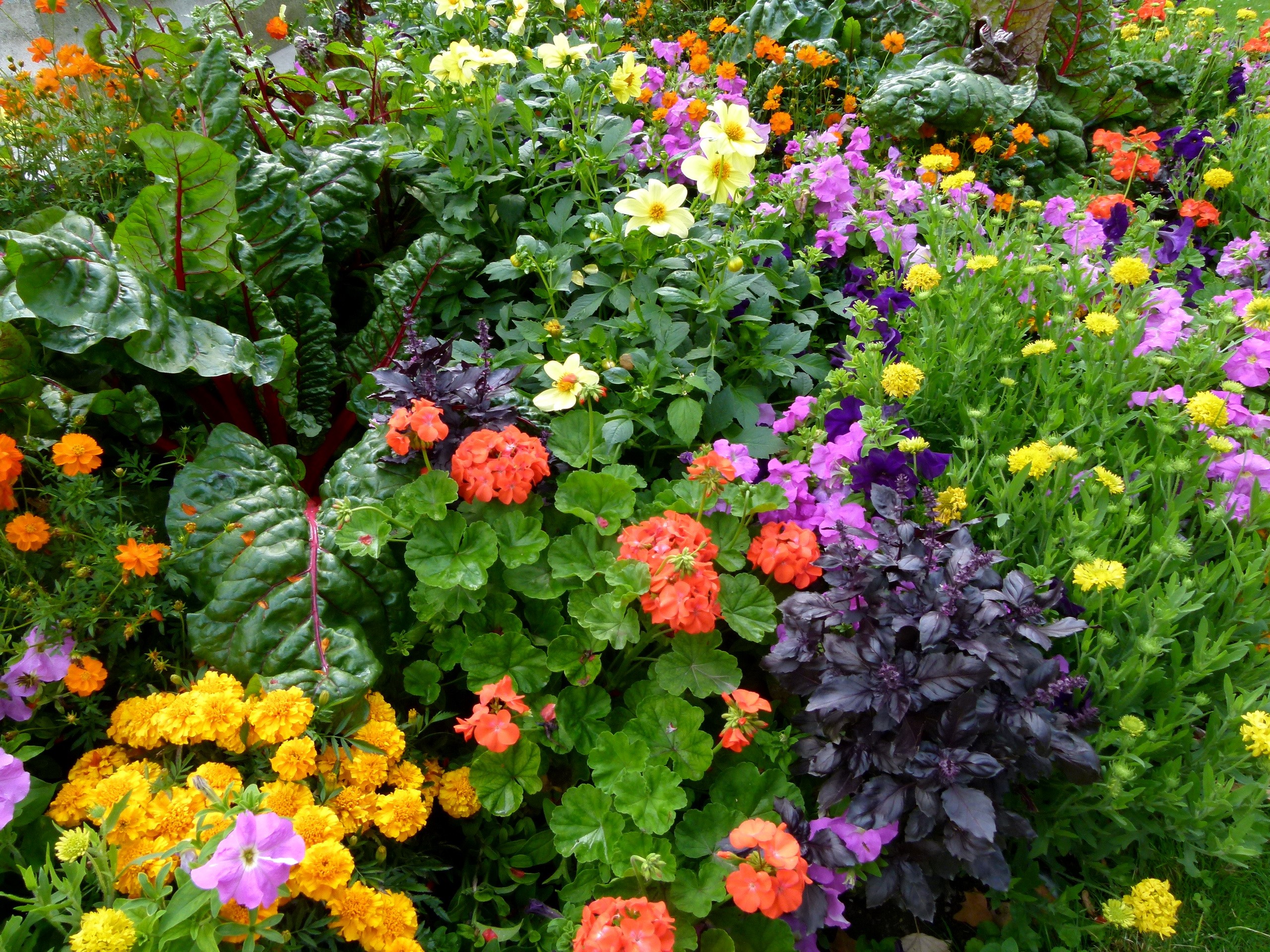 A colorful garden bed with various flowers and leafy vegetables. HD Wallpaper