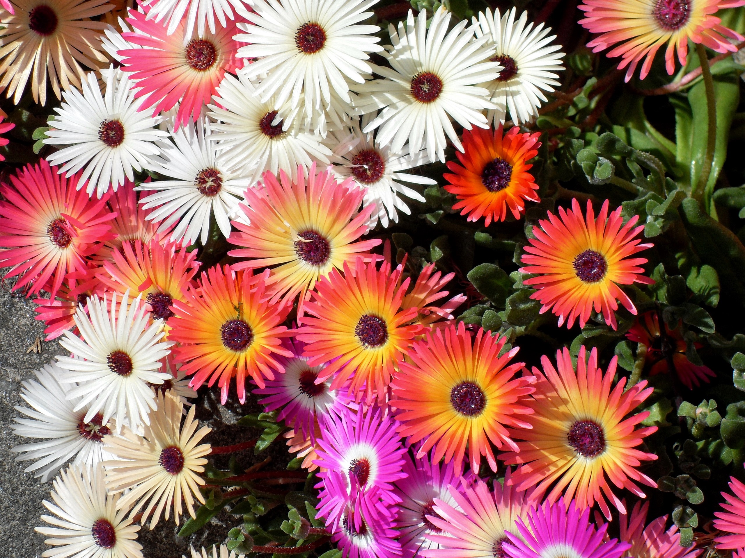 Colorful Ice Plant Flowers in Bloom HD Wallpaper