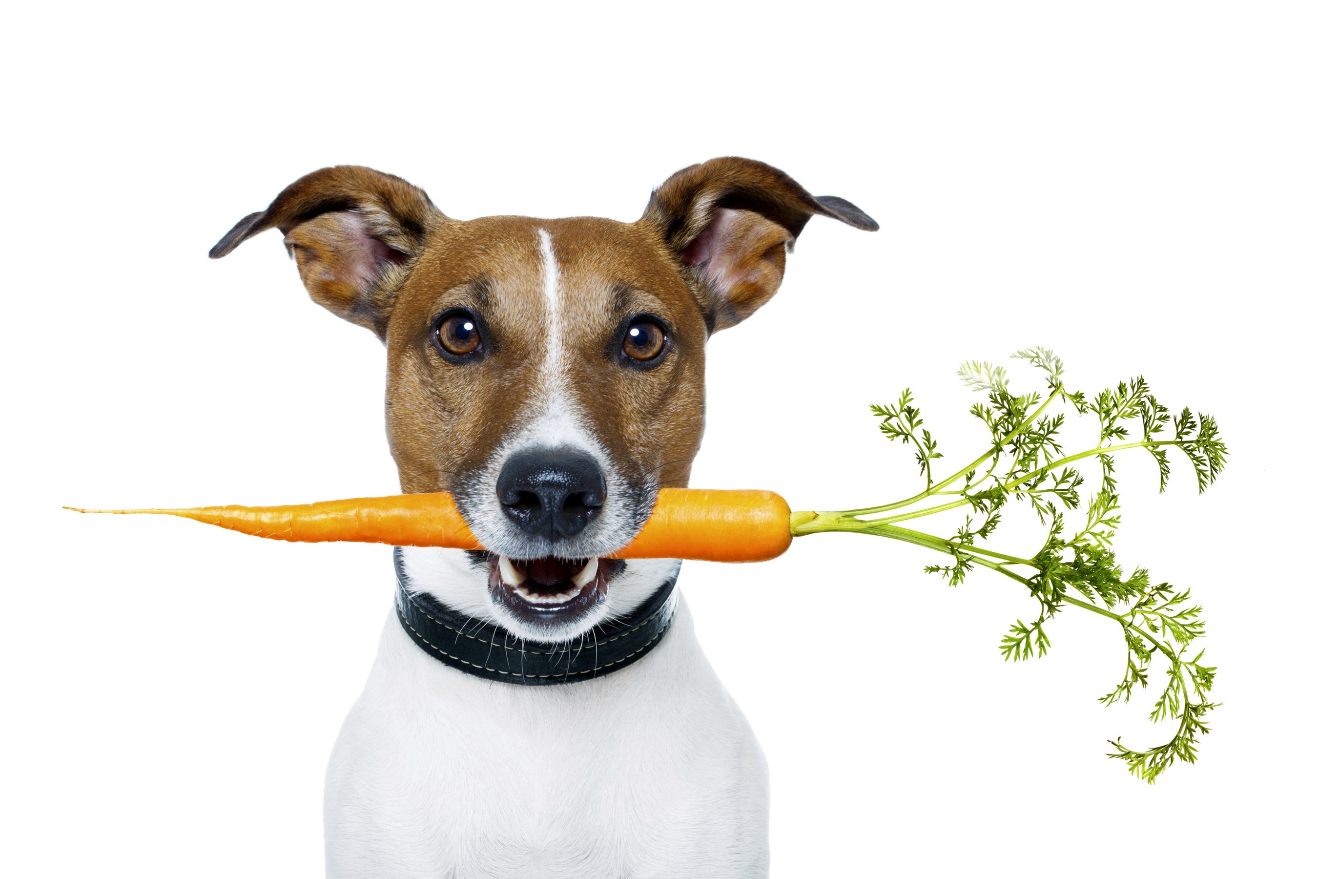 Jack Russell terrier holding a carrot HD Wallpaper
