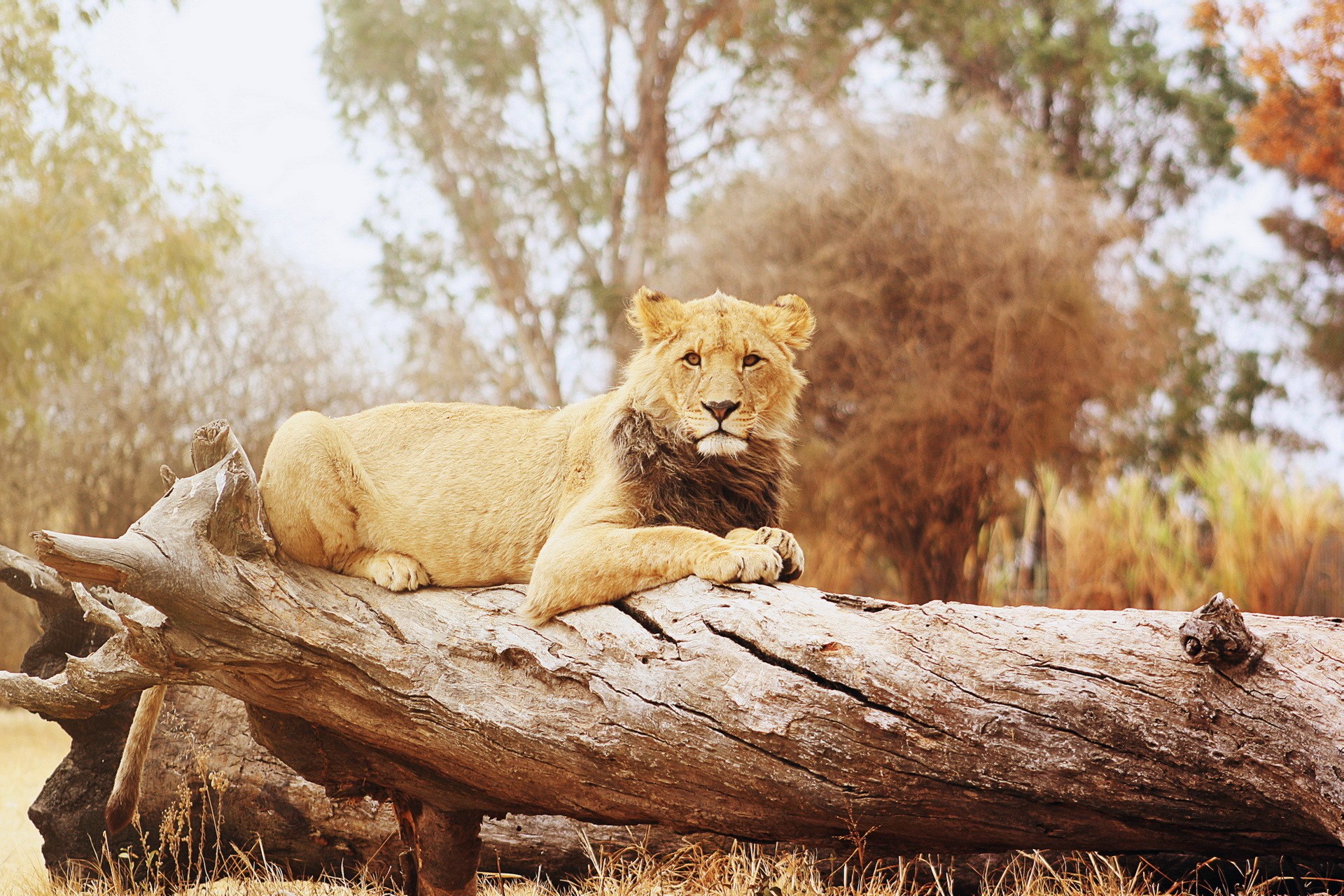 Lion resting on a fallen tree trunk HD Wallpaper