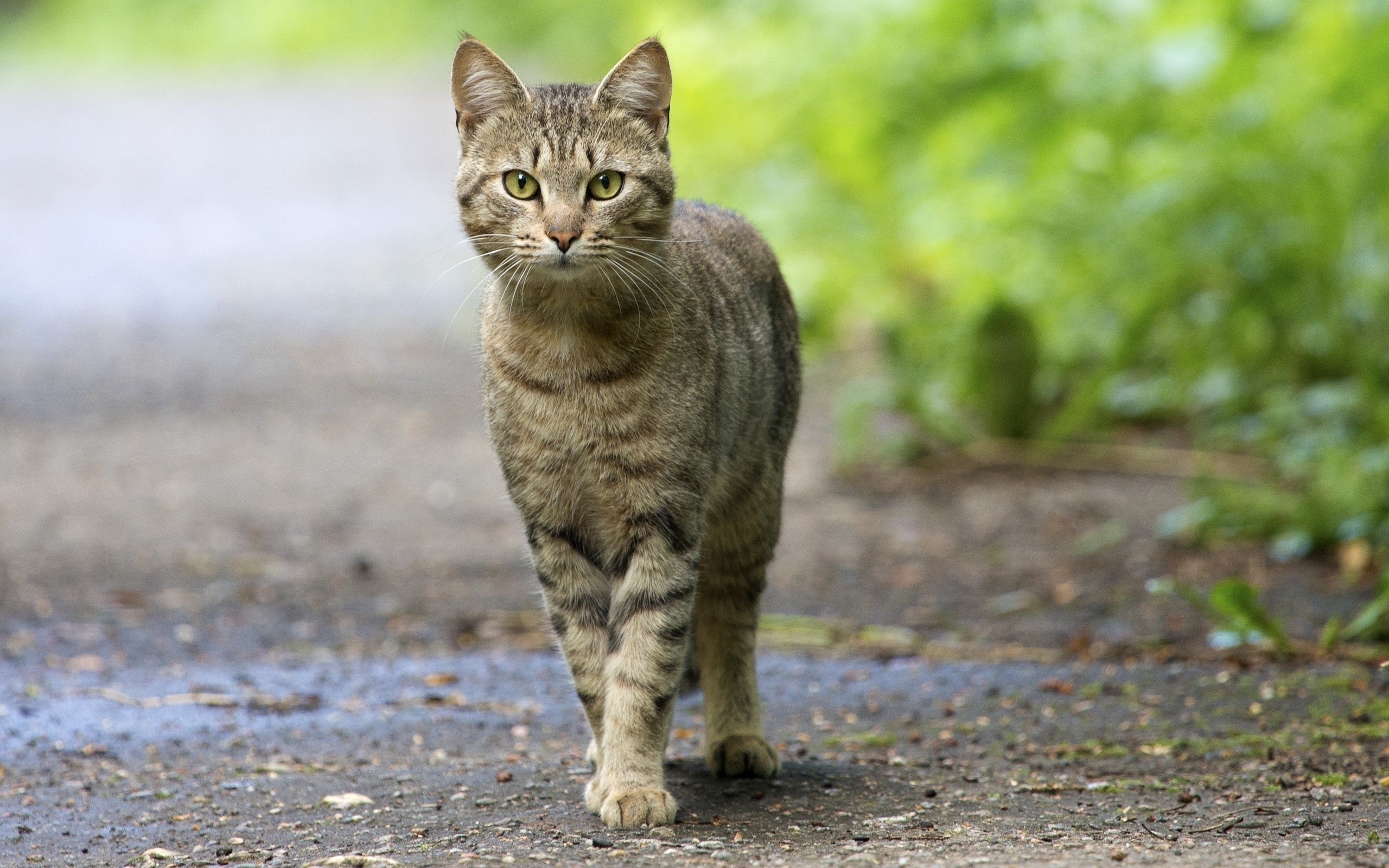 A tabby cat walks on a path HD Wallpaper