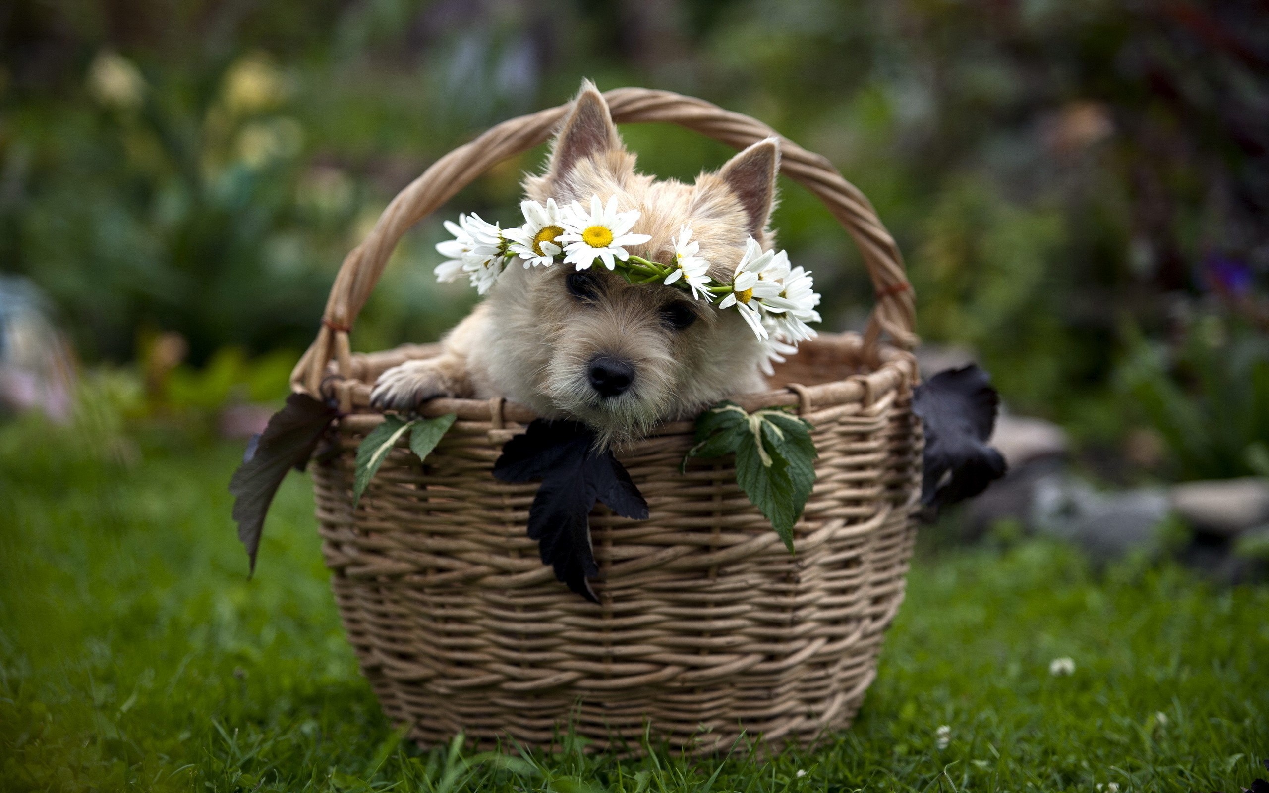 Cute Norwich Terrier Puppy Wearing Flower Crown in Basket HD Wallpaper