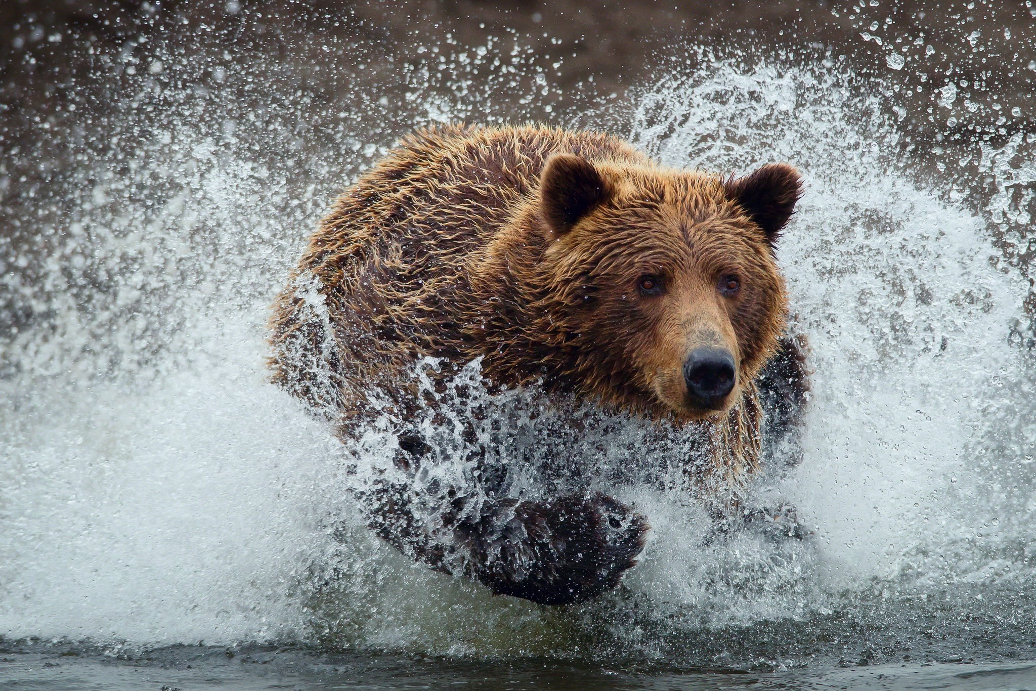 Brown bear running through water HD Wallpaper