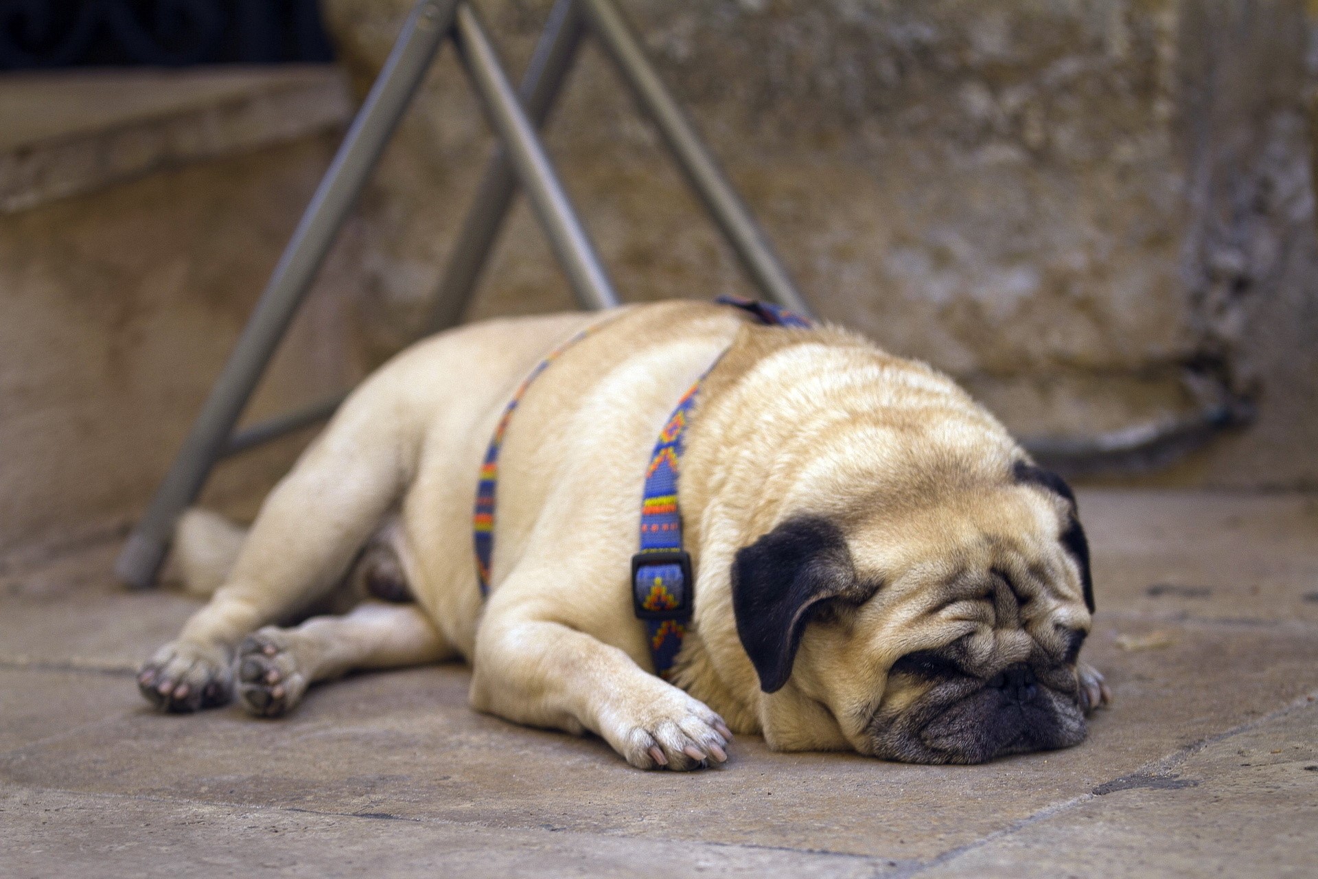 A pug dog sleeps on the ground HD Wallpaper