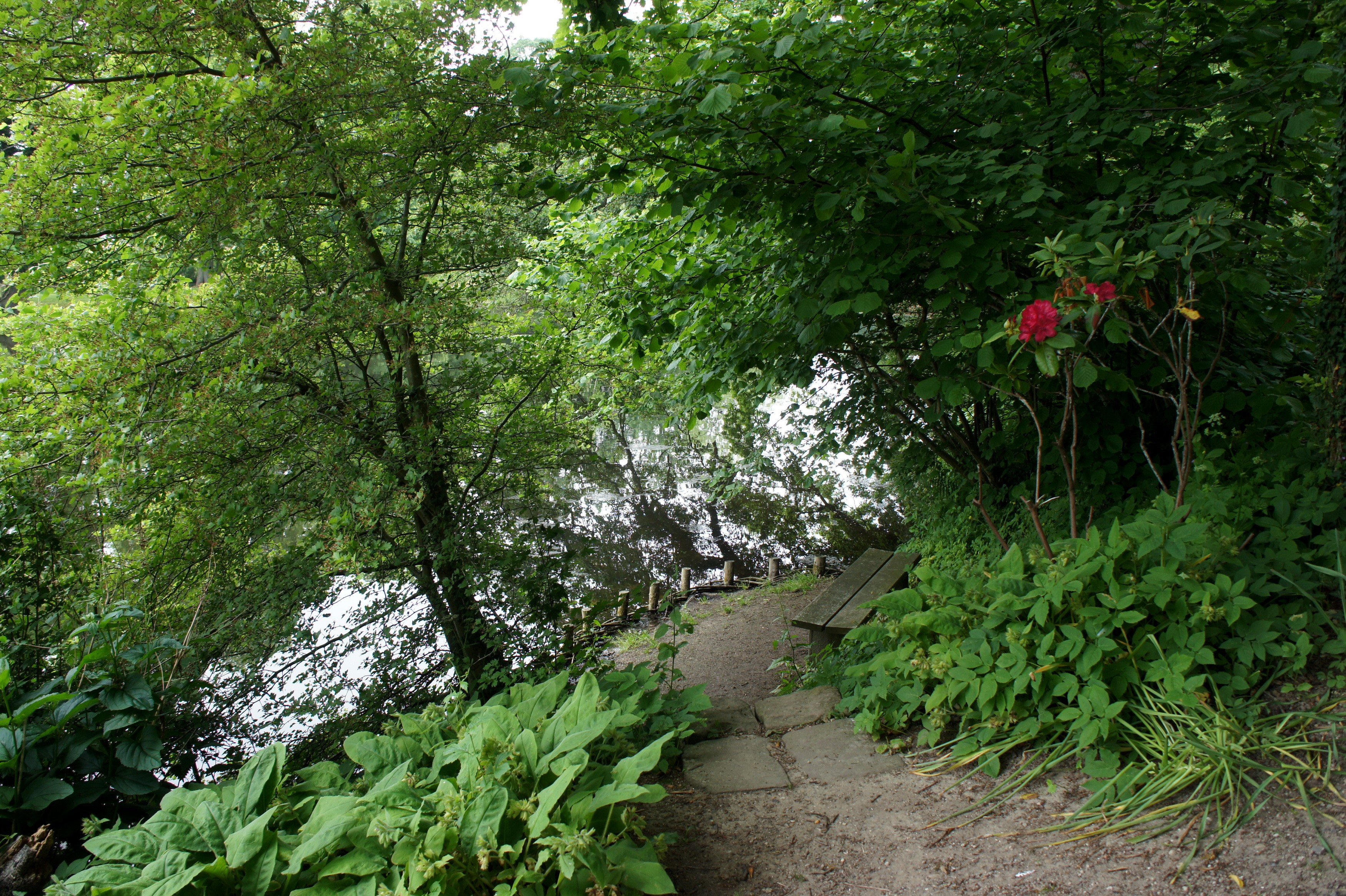 Park path with bench by a lake HD Wallpaper