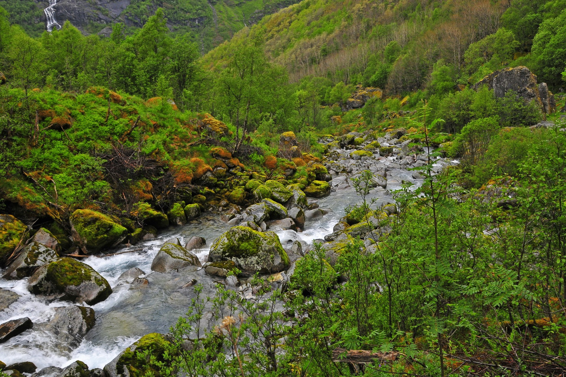 Rocky mountain stream with lush green vegetation HD Wallpaper