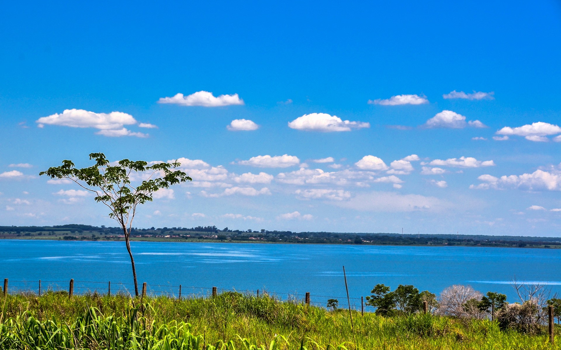 Tree by a large blue lake under a cloudy sky HD Wallpaper