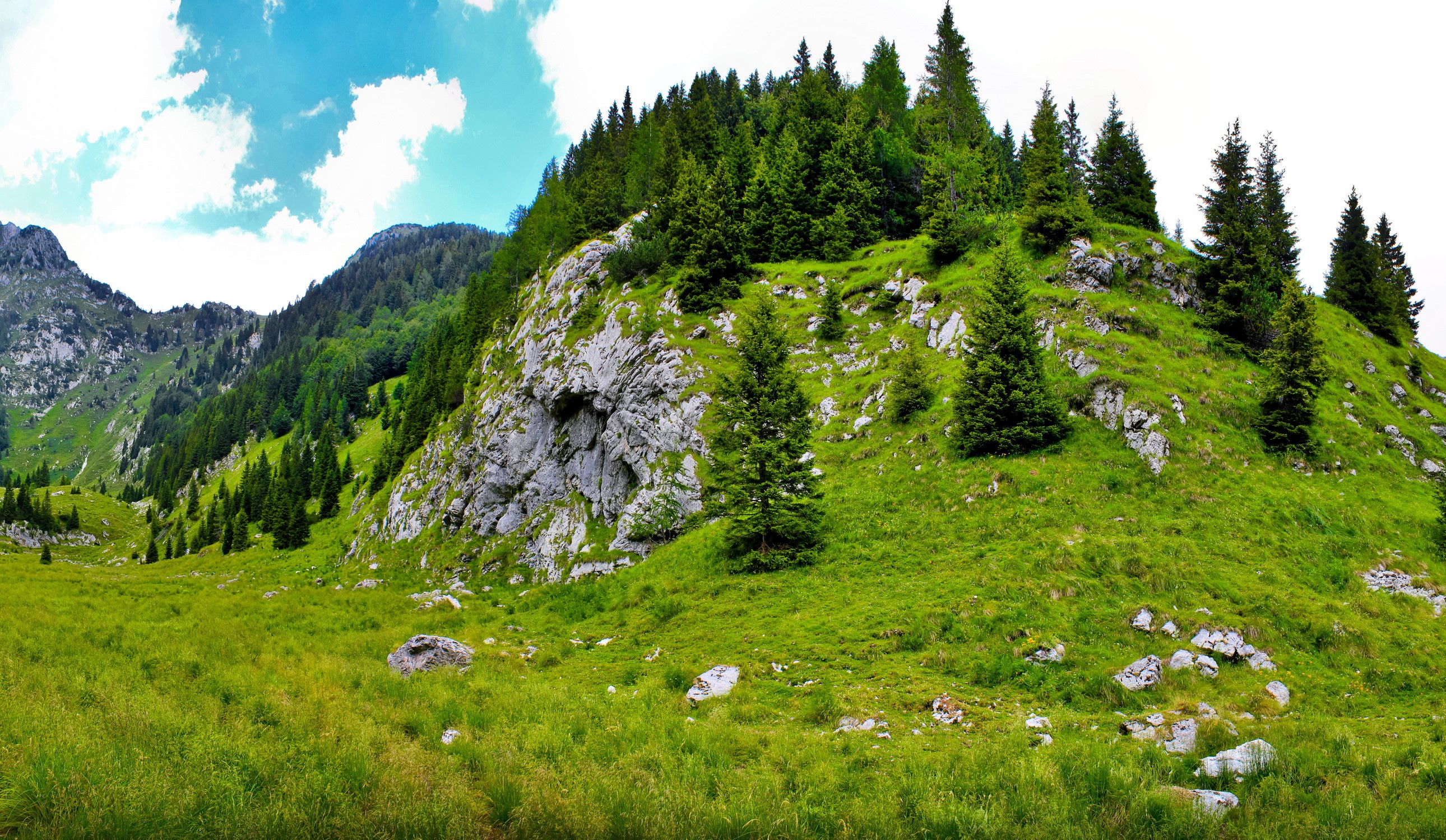 Green mountain slope with pine trees and rocky outcrops HD Wallpaper
