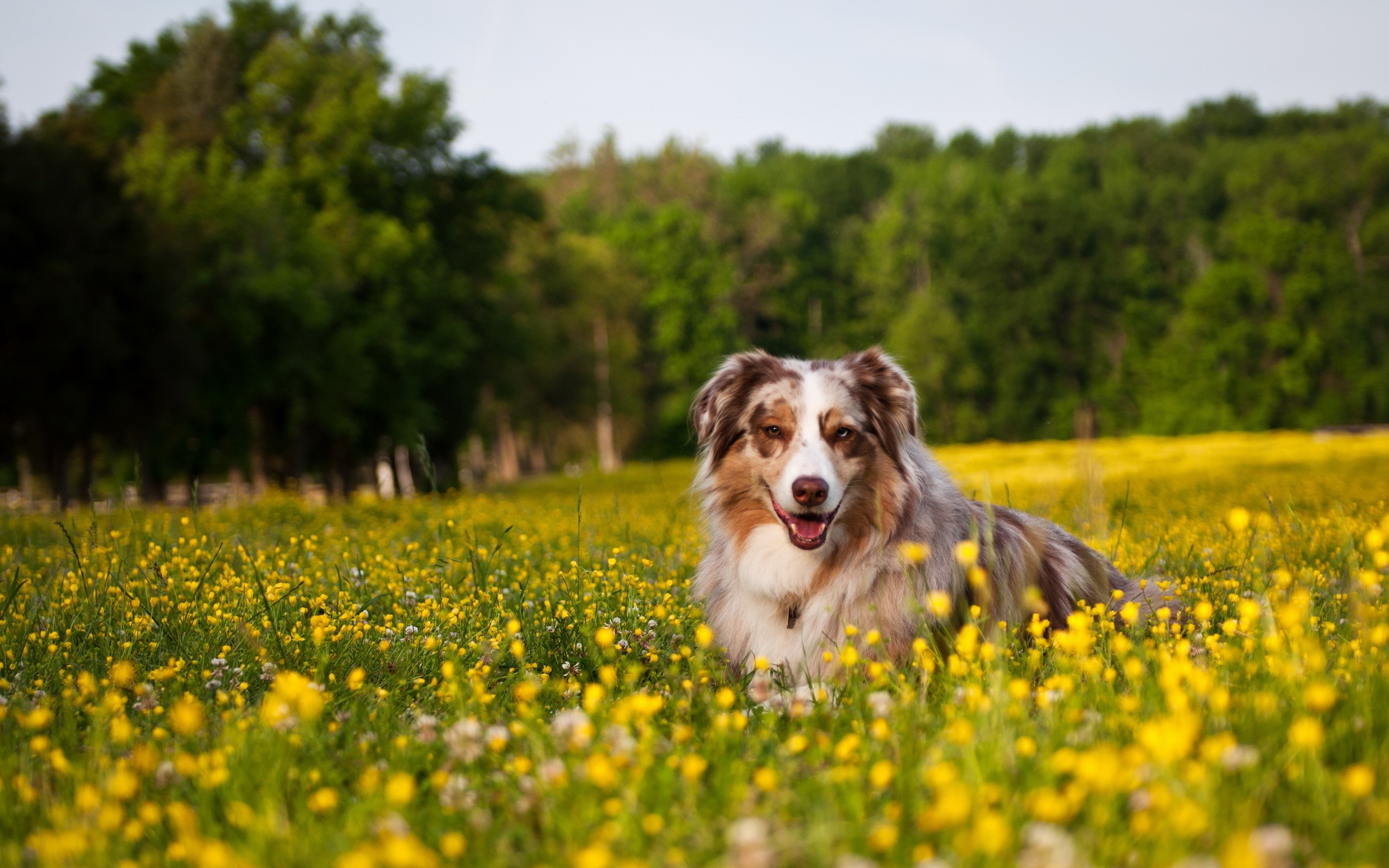 Australian Shepherd dog lying in a field of yellow flowers HD Wallpaper