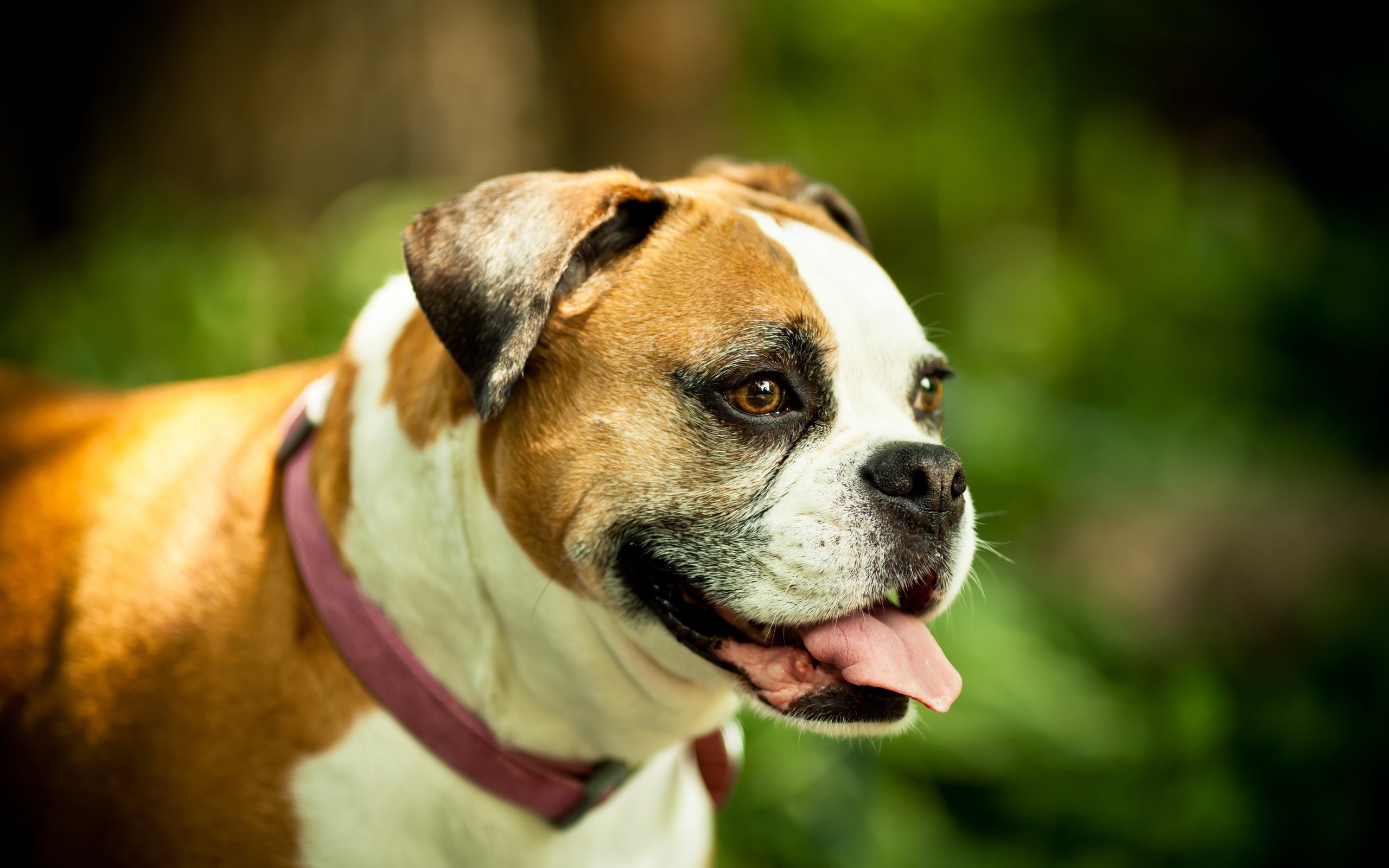 Boxer dog with pink collar in green foliage HD Wallpaper