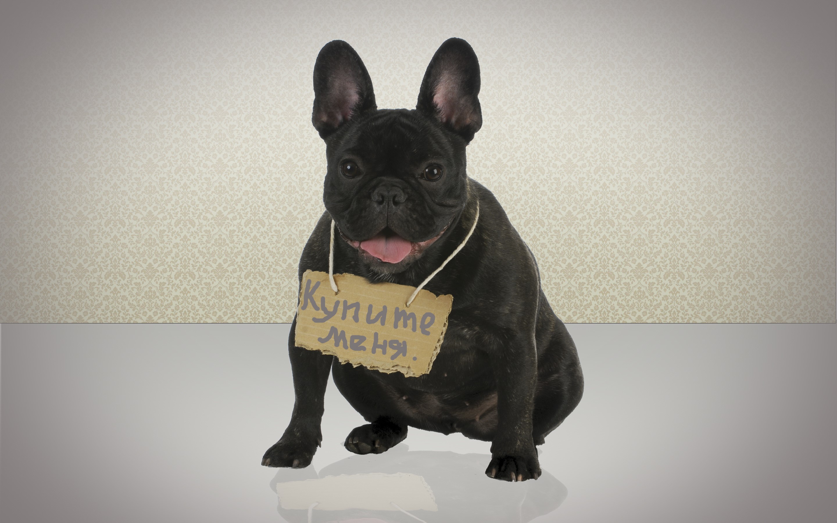 Black French Bulldog with a "Buy Me" sign HD Wallpaper
