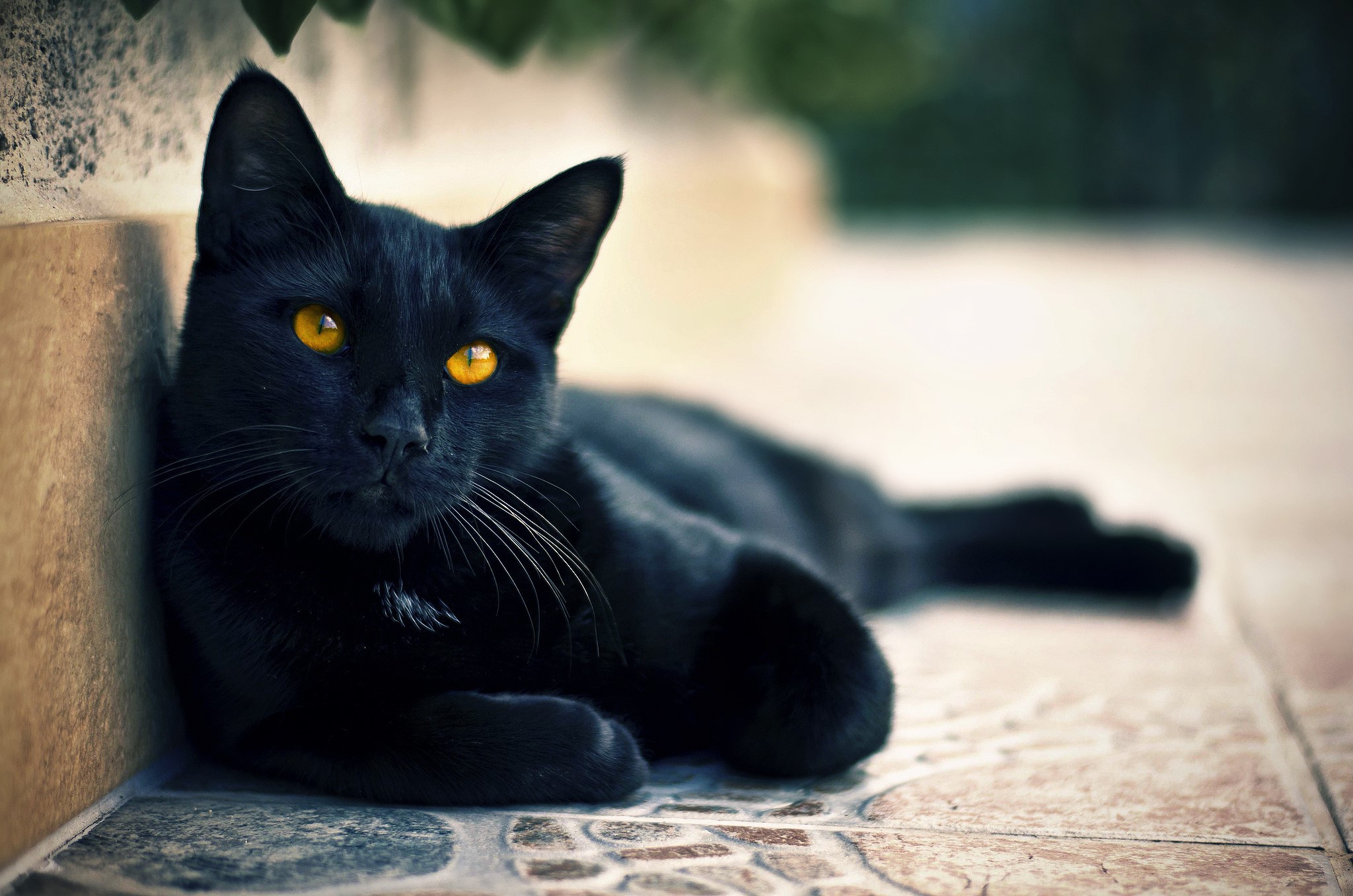 Black cat with yellow eyes lying down HD Wallpaper