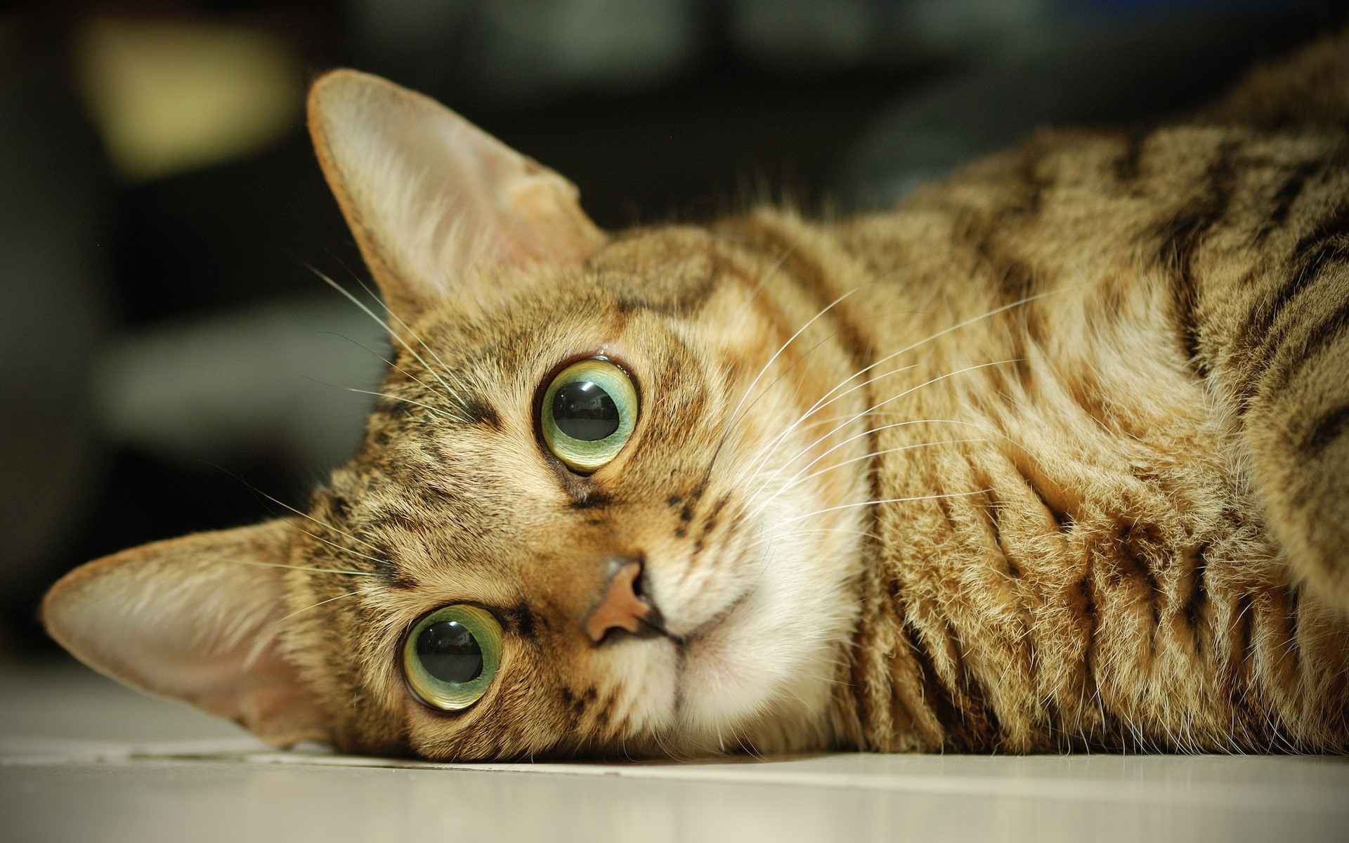 Close-up of a tabby cat lying down HD Wallpaper