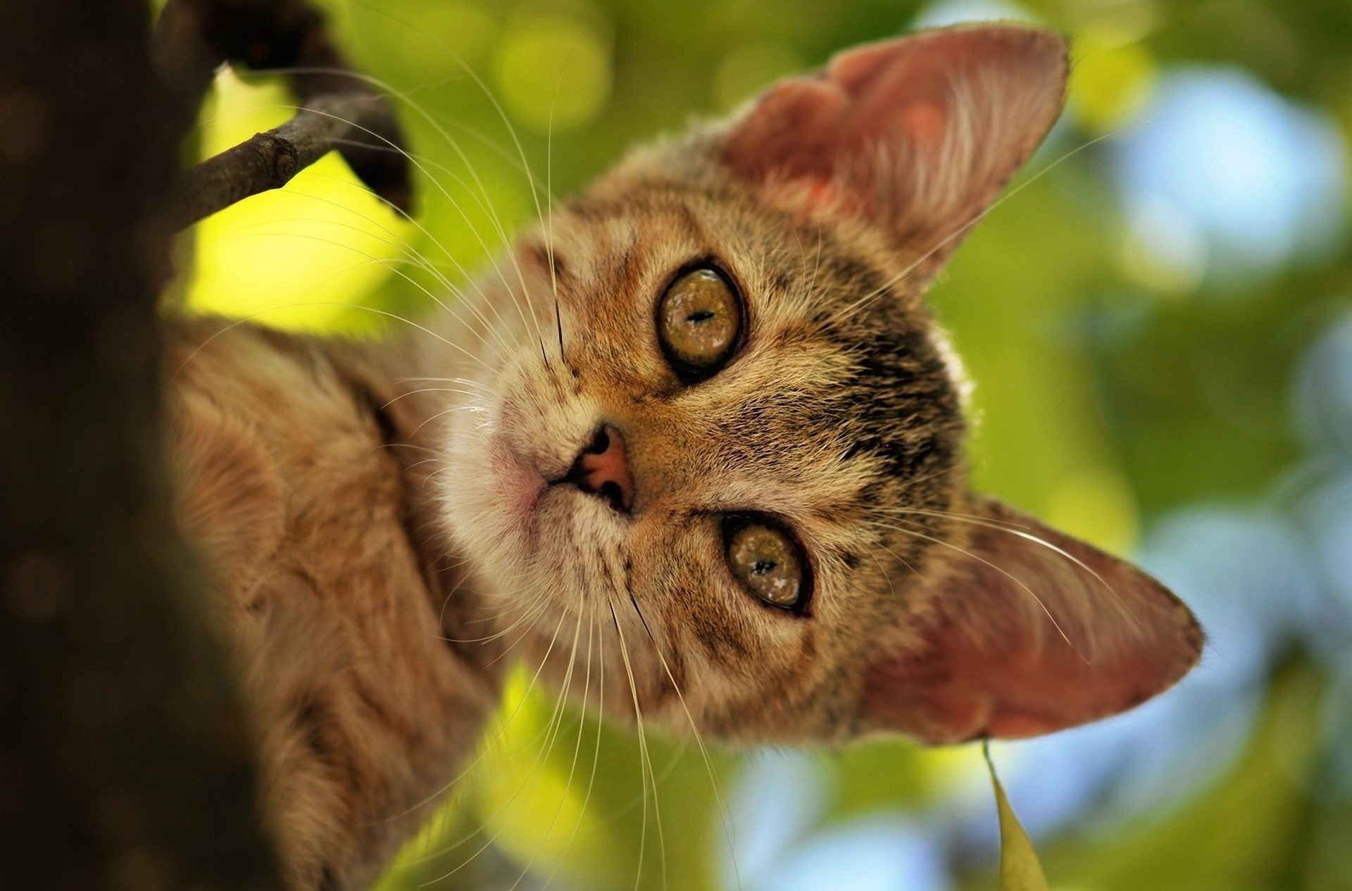 A tabby kitten peeking from a tree HD Wallpaper