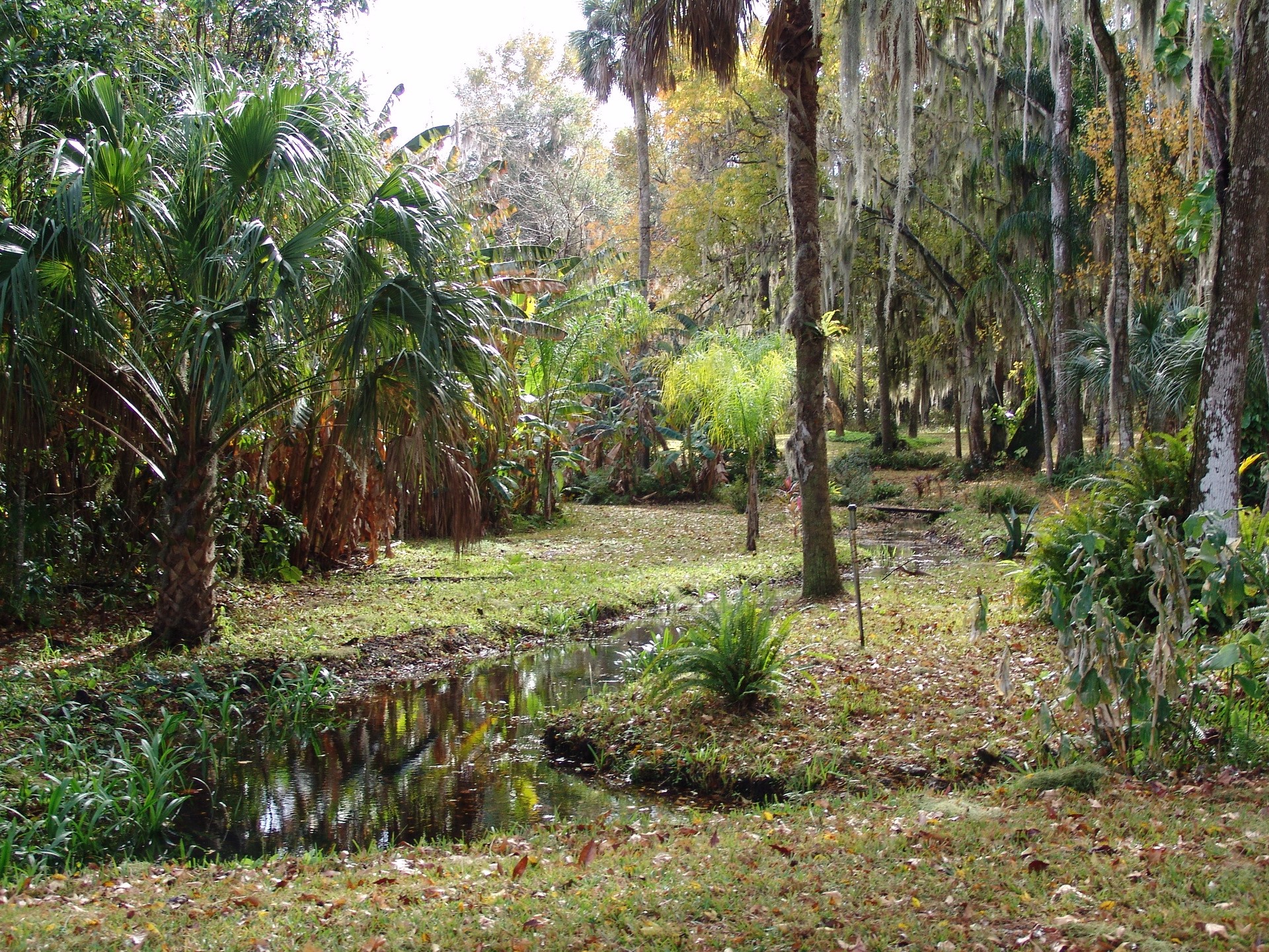 A tranquil garden path with a stream and palm trees HD Wallpaper