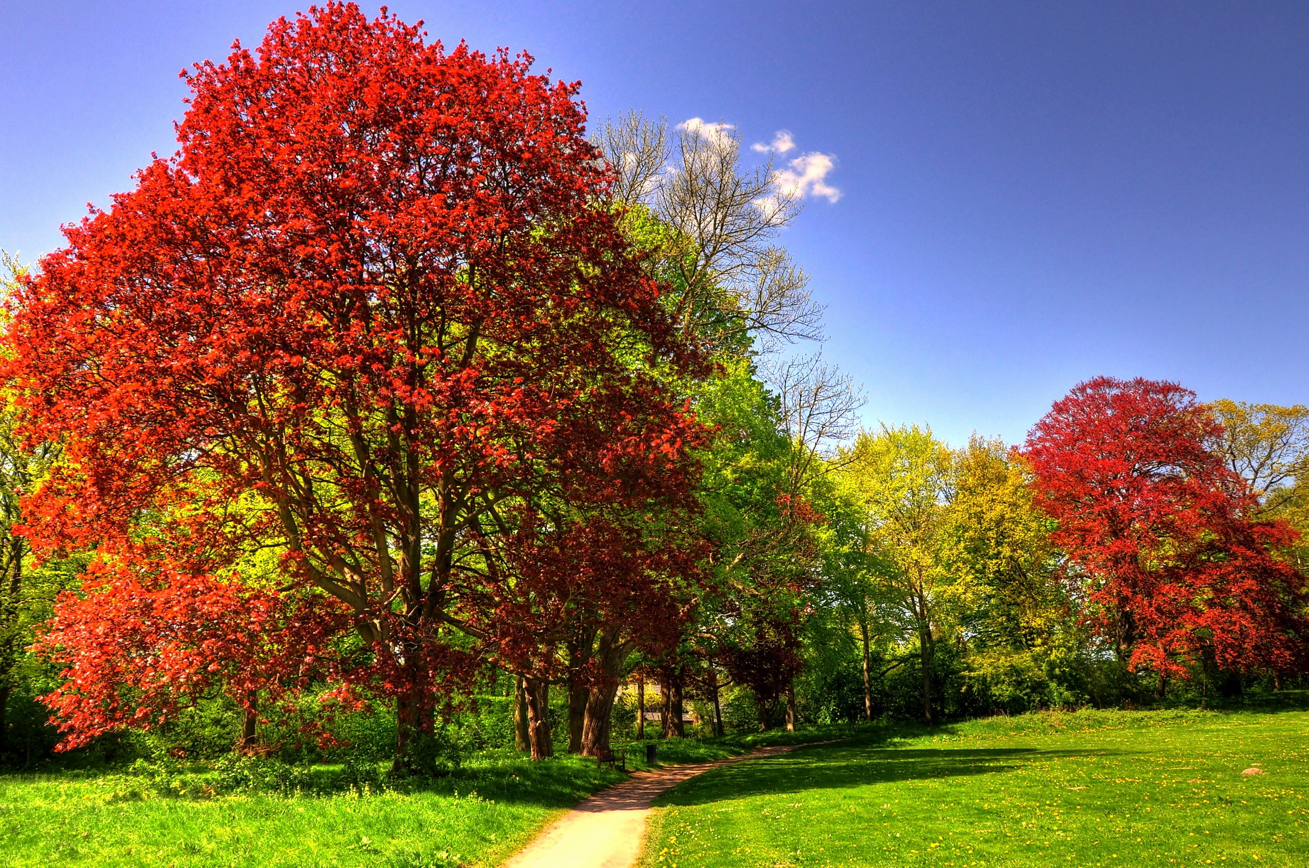 Park with colorful trees and a path HD Wallpaper