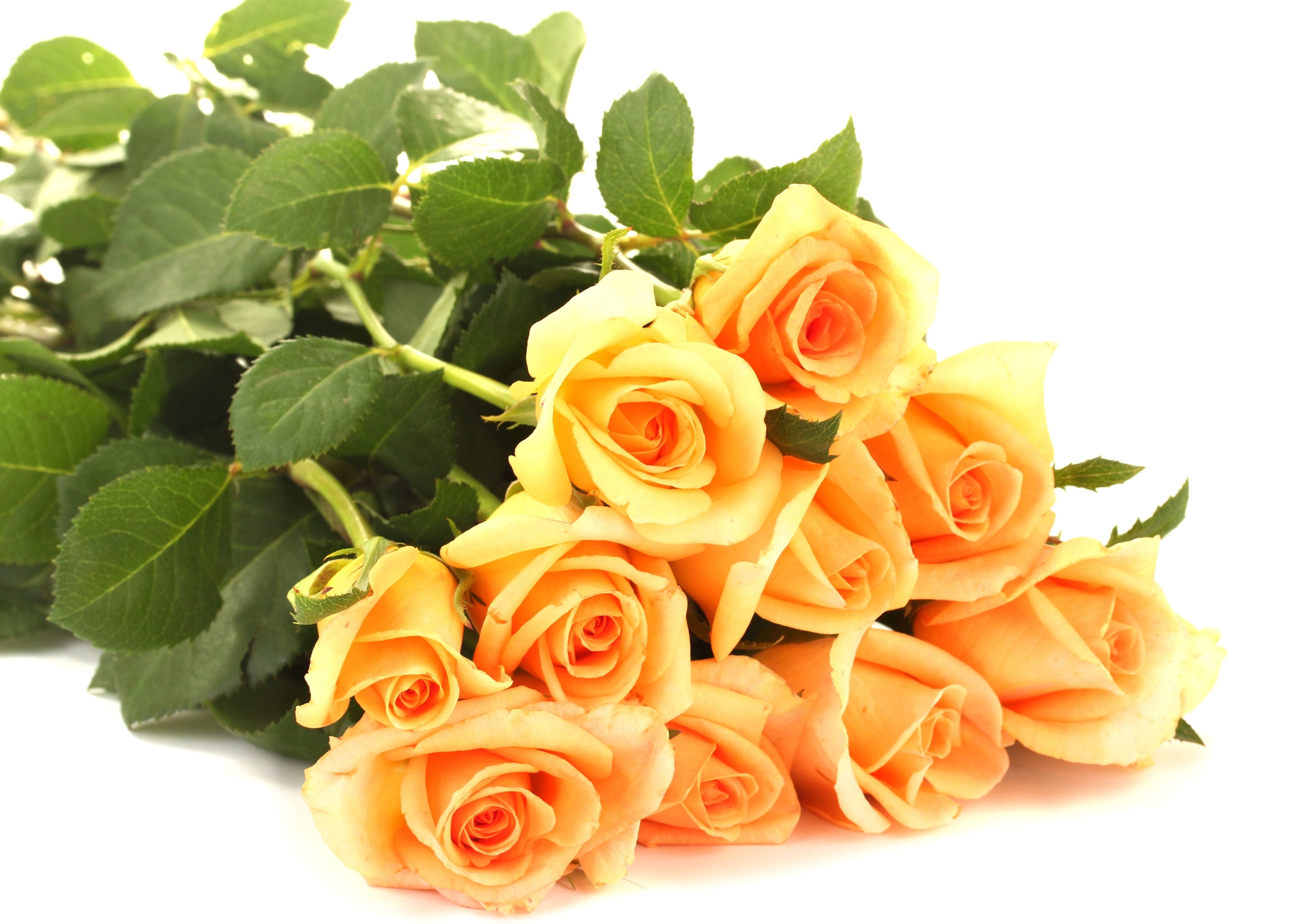 4K Yellow Roses Bouquet HD Wallpaper