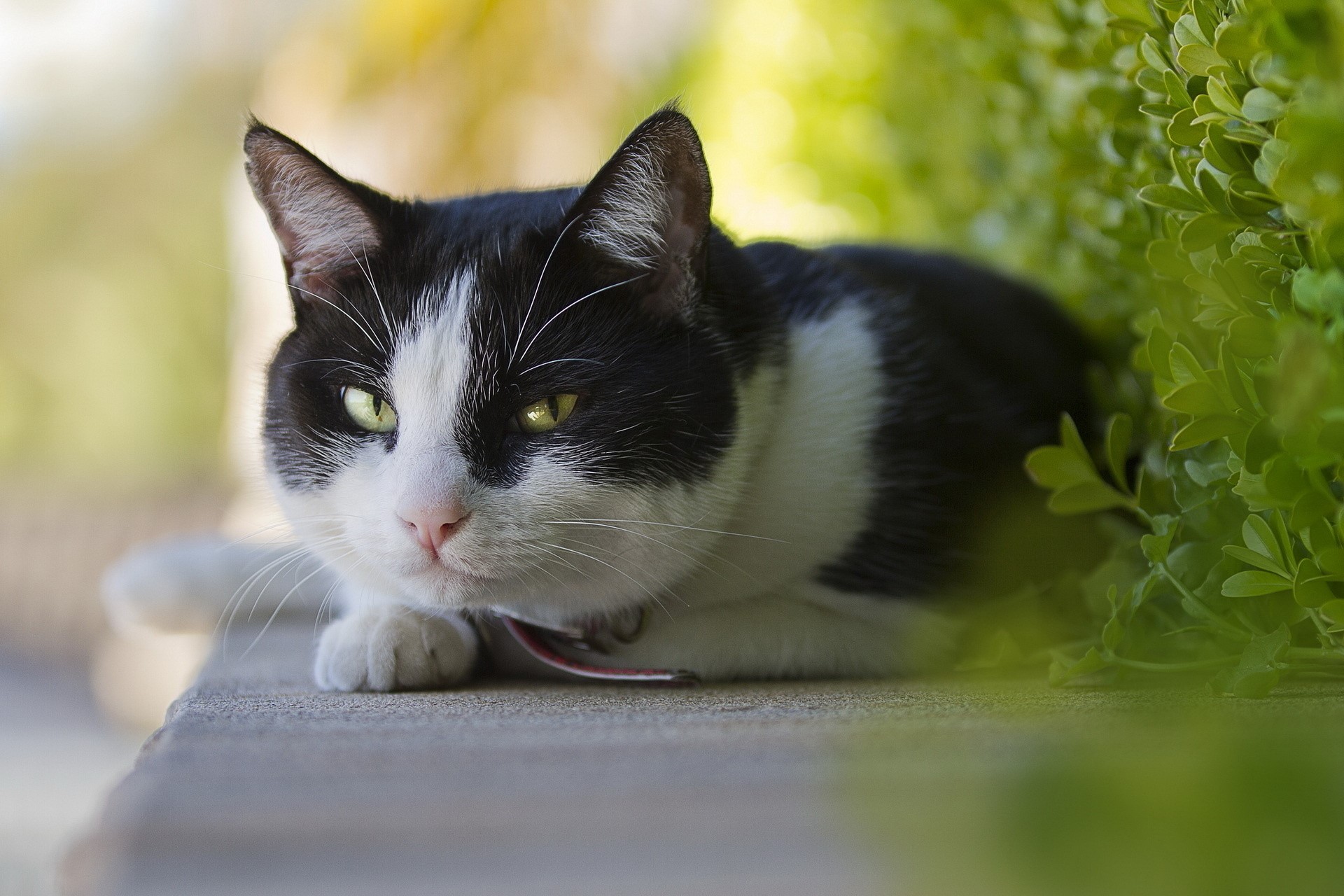 Black and white cat lying down HD Wallpaper