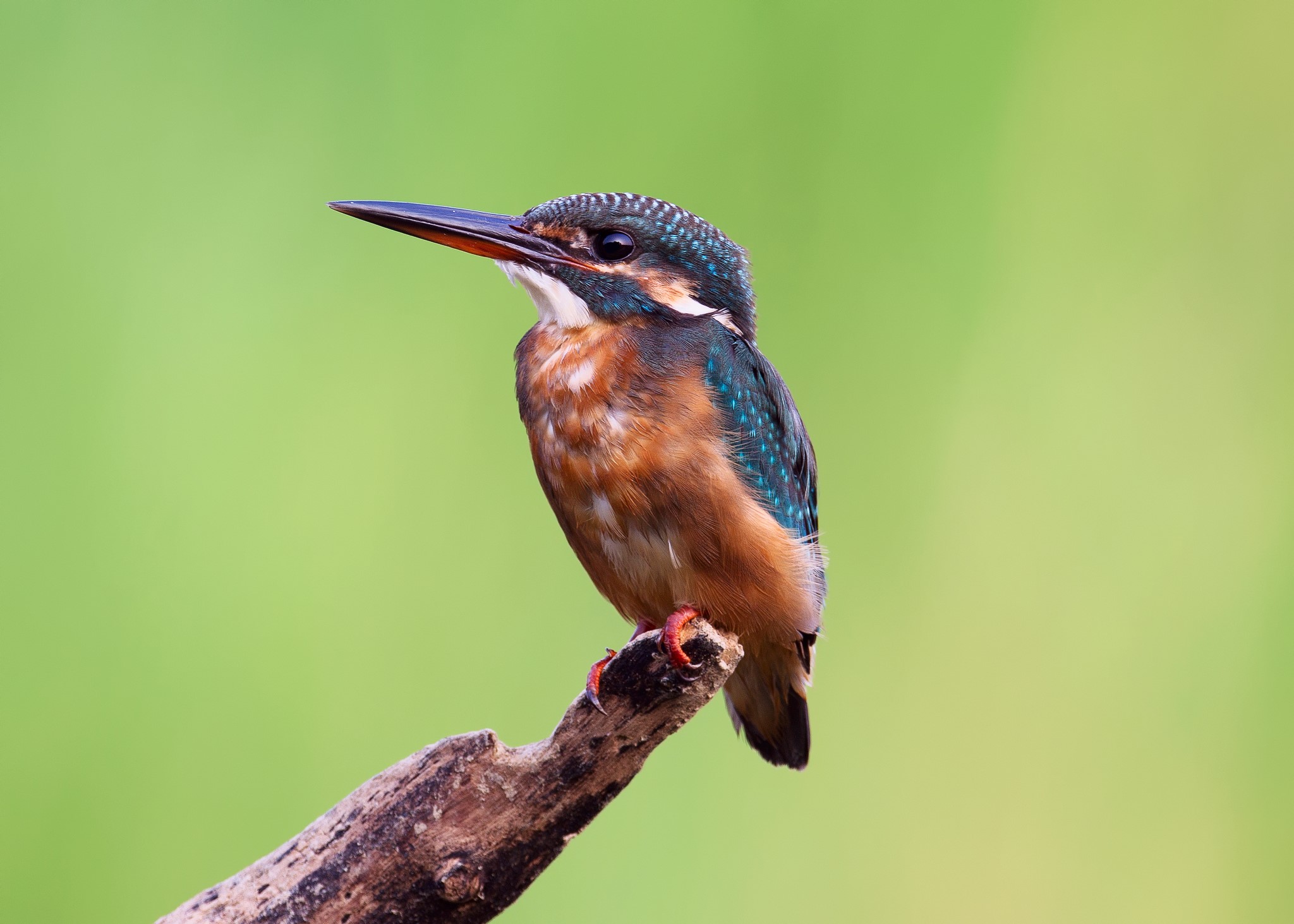 Common Kingfisher perched on a branch HD Wallpaper