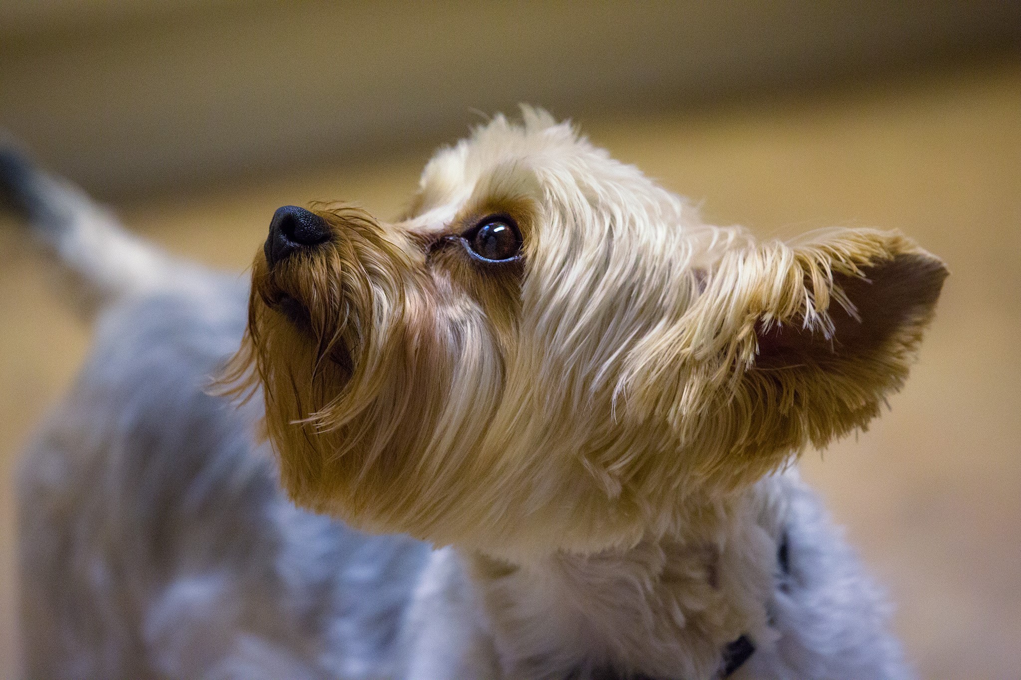 Yorkshire terrier dog looking up HD Wallpaper