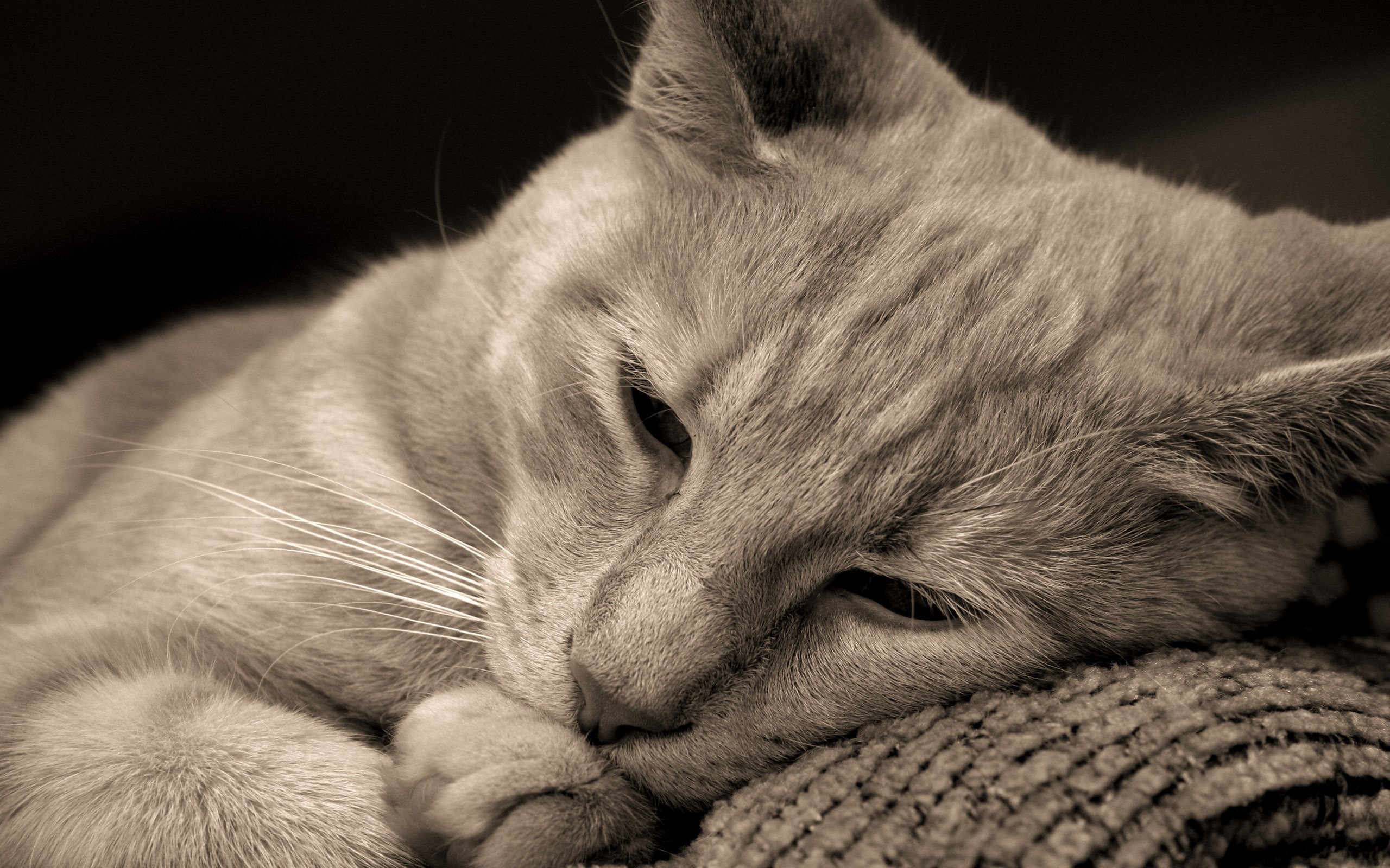 Sepia toned close-up of a cat resting HD Wallpaper