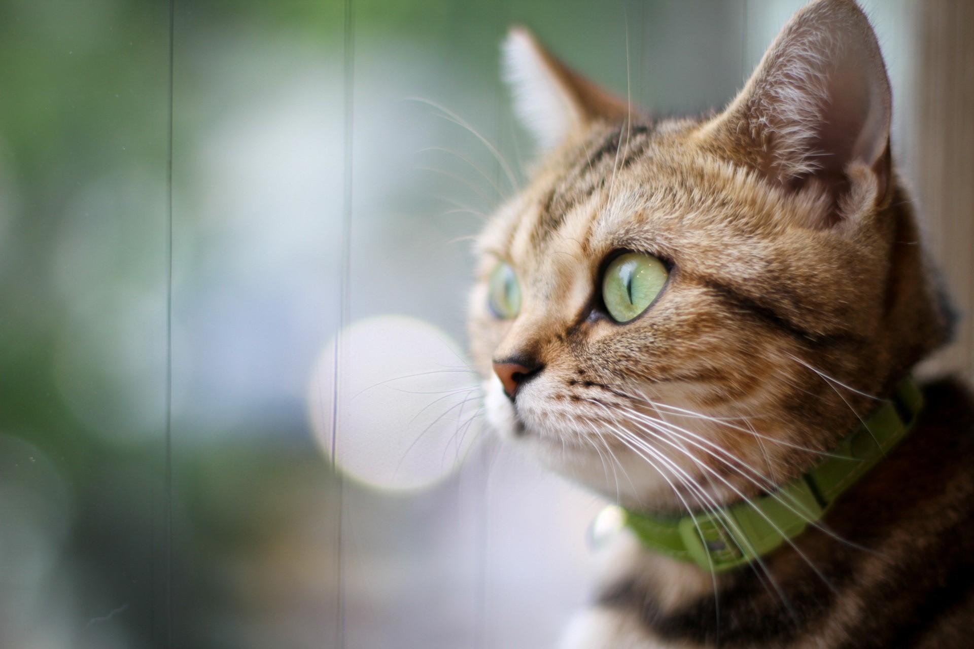 Tabby cat with green eyes wearing a collar HD Wallpaper