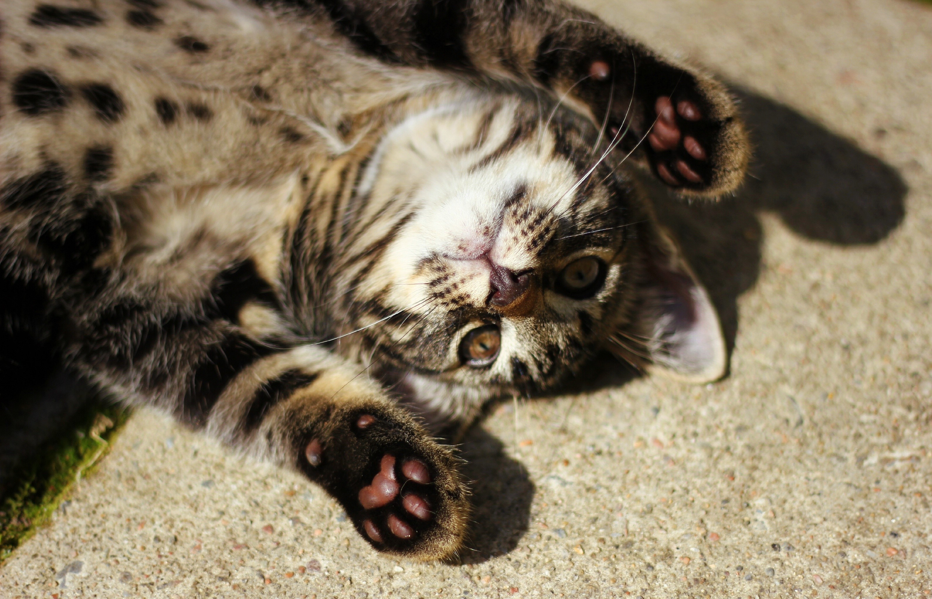 Tabby kitten lying on its back on concrete HD Wallpaper