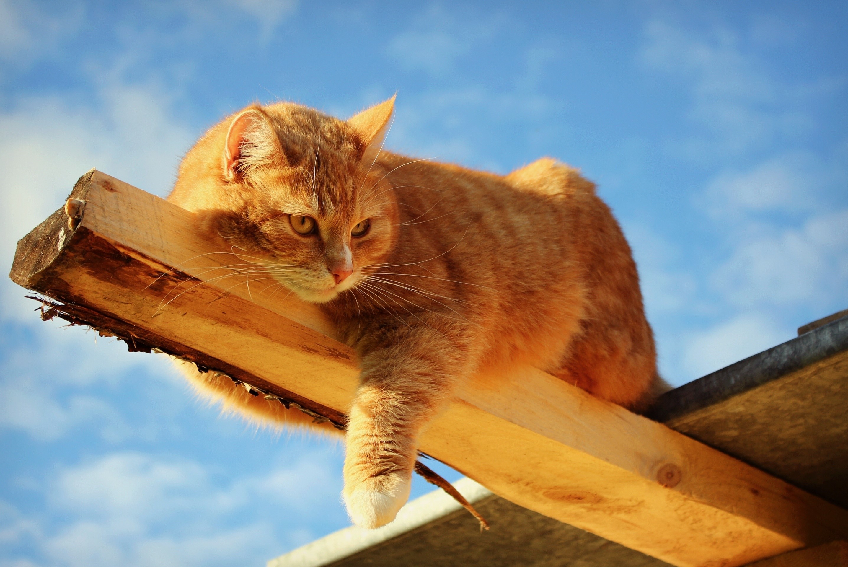 Orange tabby cat resting on wooden plank against blue sky HD Wallpaper