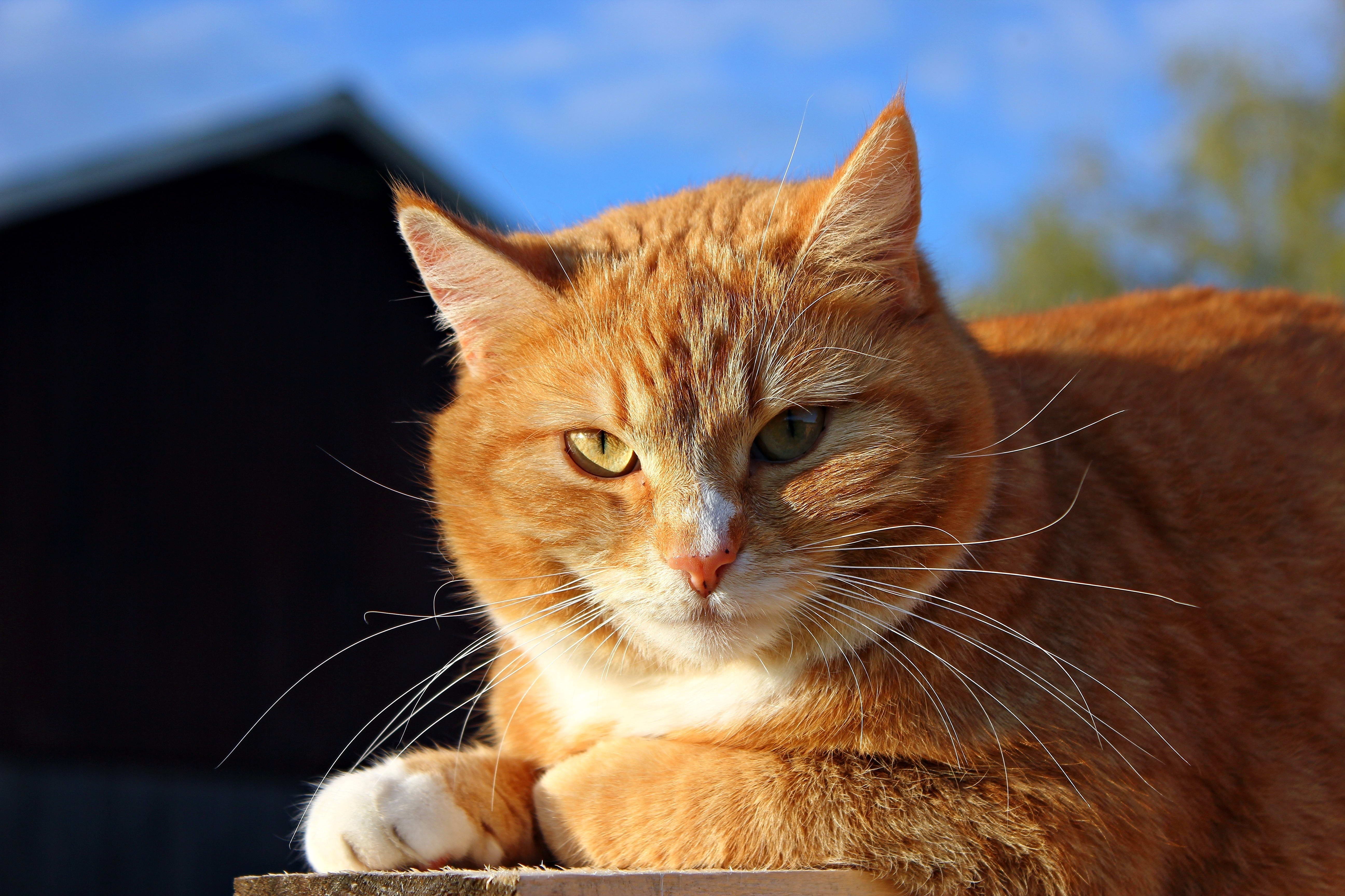Orange tabby cat with green and yellow eyes HD Wallpaper