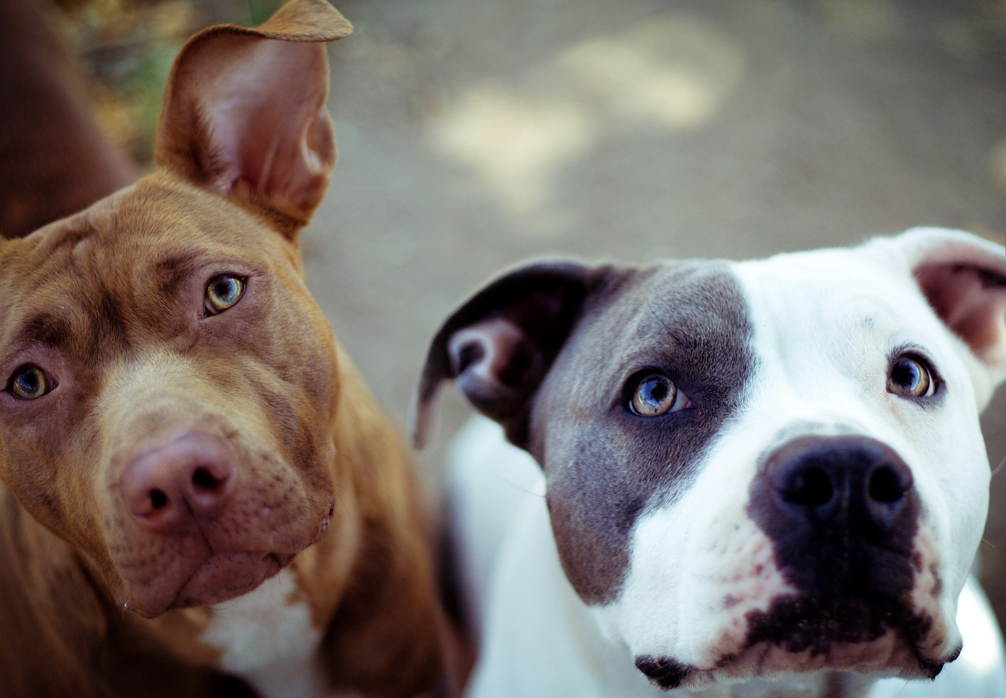 Two Pit Bull type dogs looking up HD Wallpaper