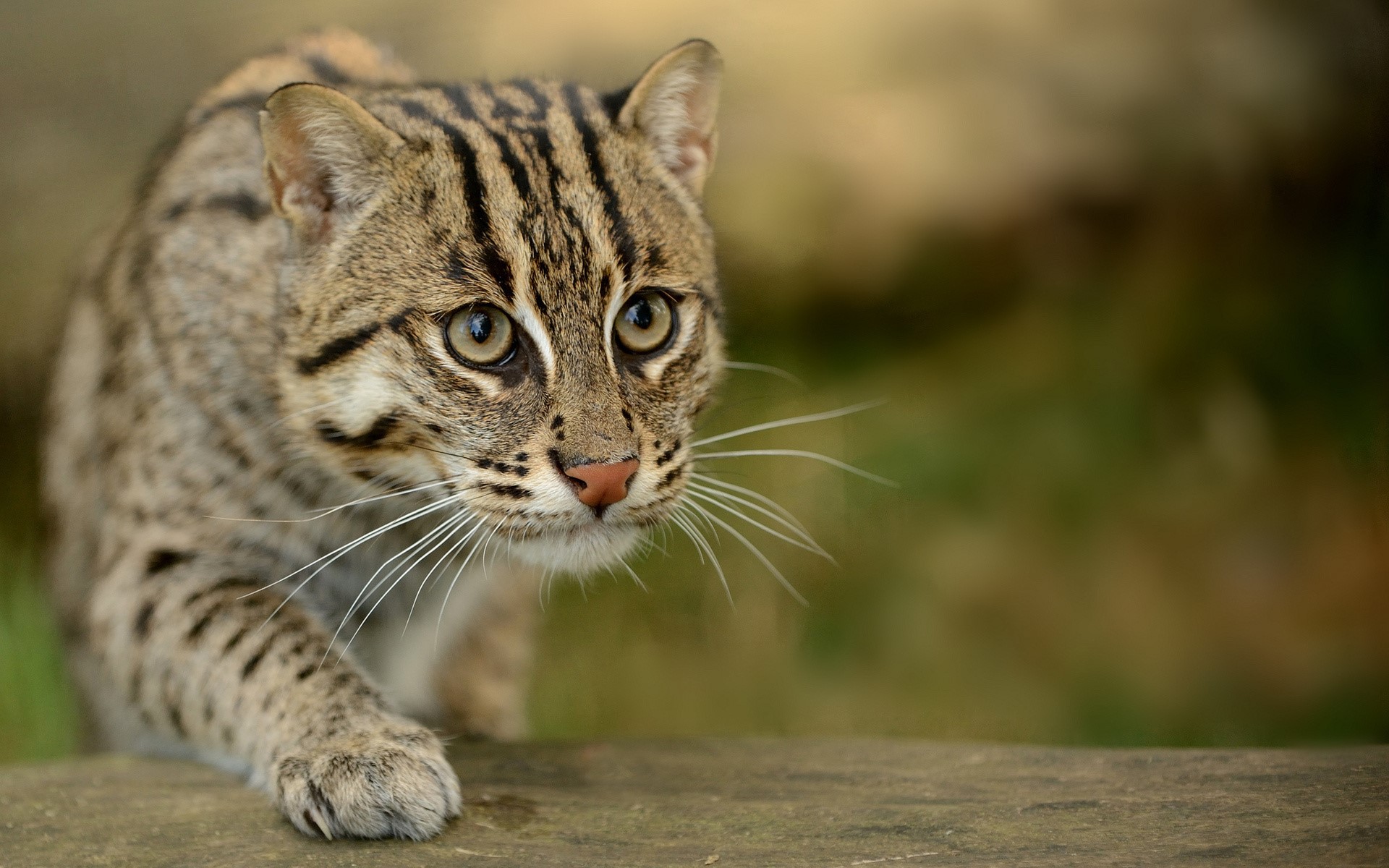 Fishing cat with striped fur HD Wallpaper