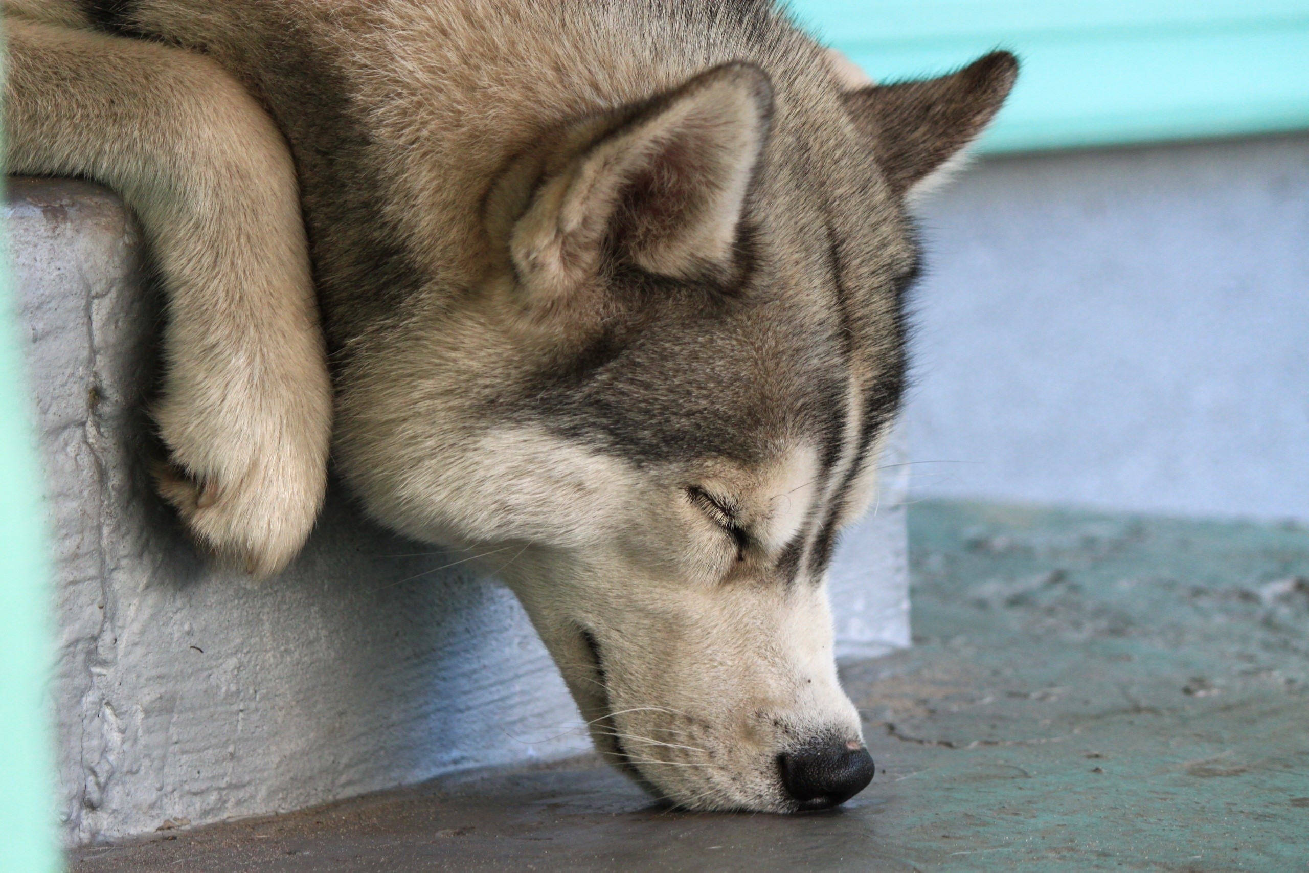 Husky dog sleeping on a step HD Wallpaper