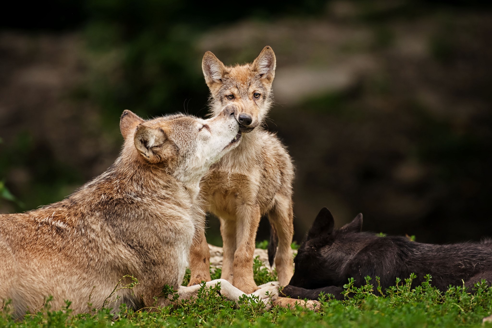 Three wolves interacting in a grassy area HD Wallpaper