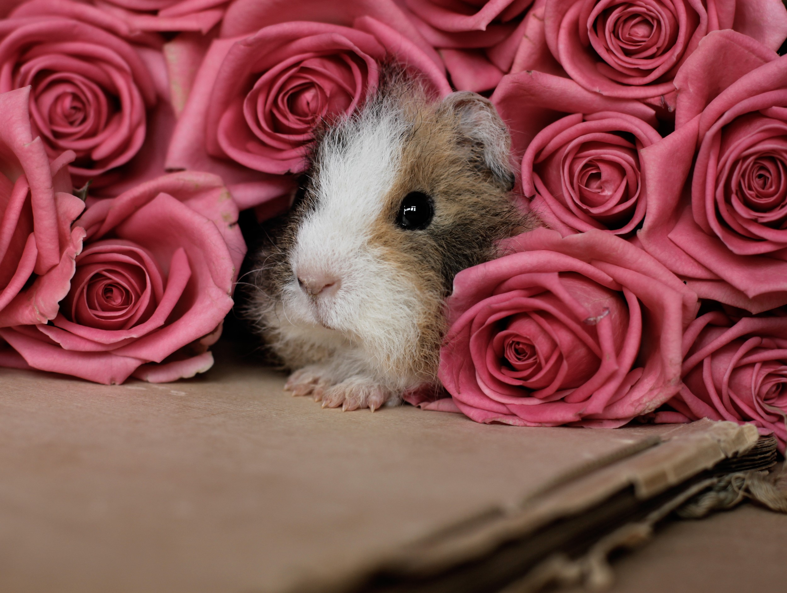 Guinea pig peeking out from pink roses HD Wallpaper