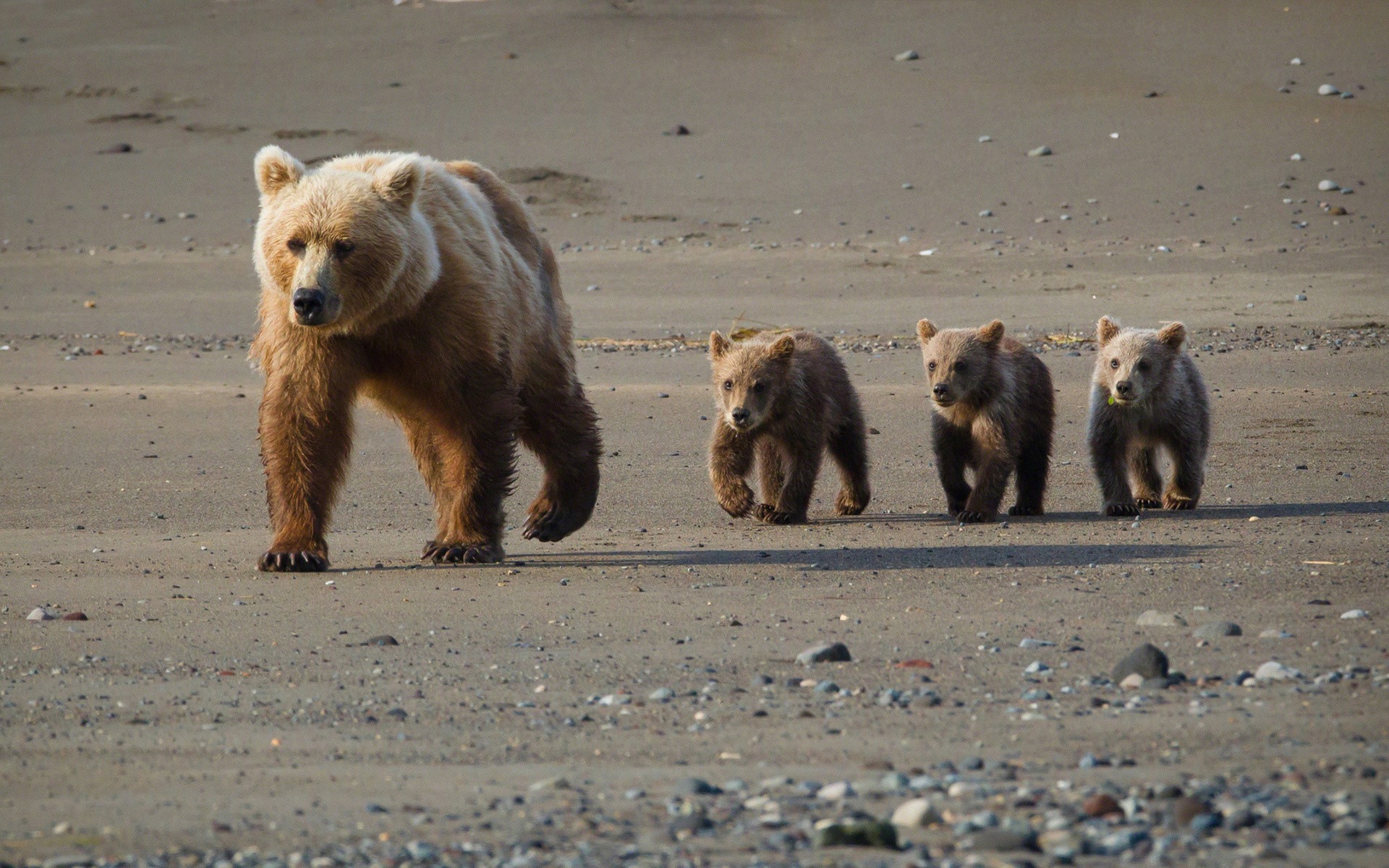 Brown bear with three cubs on a sandy beach HD Wallpaper